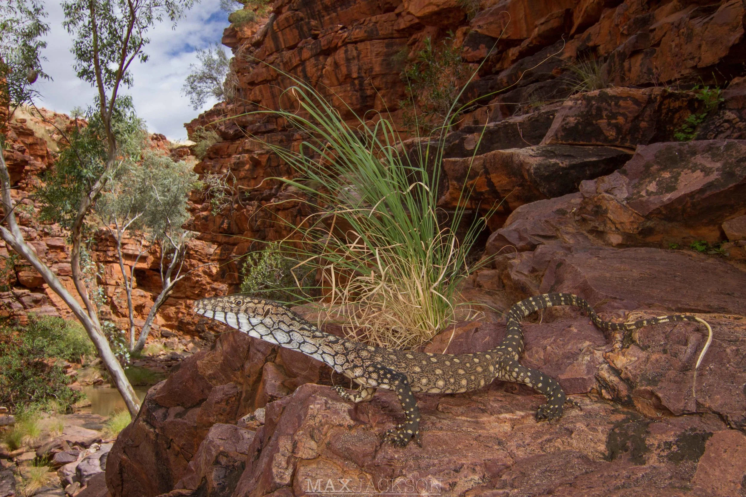 Perentie (Varanus giganteus) - Alice Springs, NT