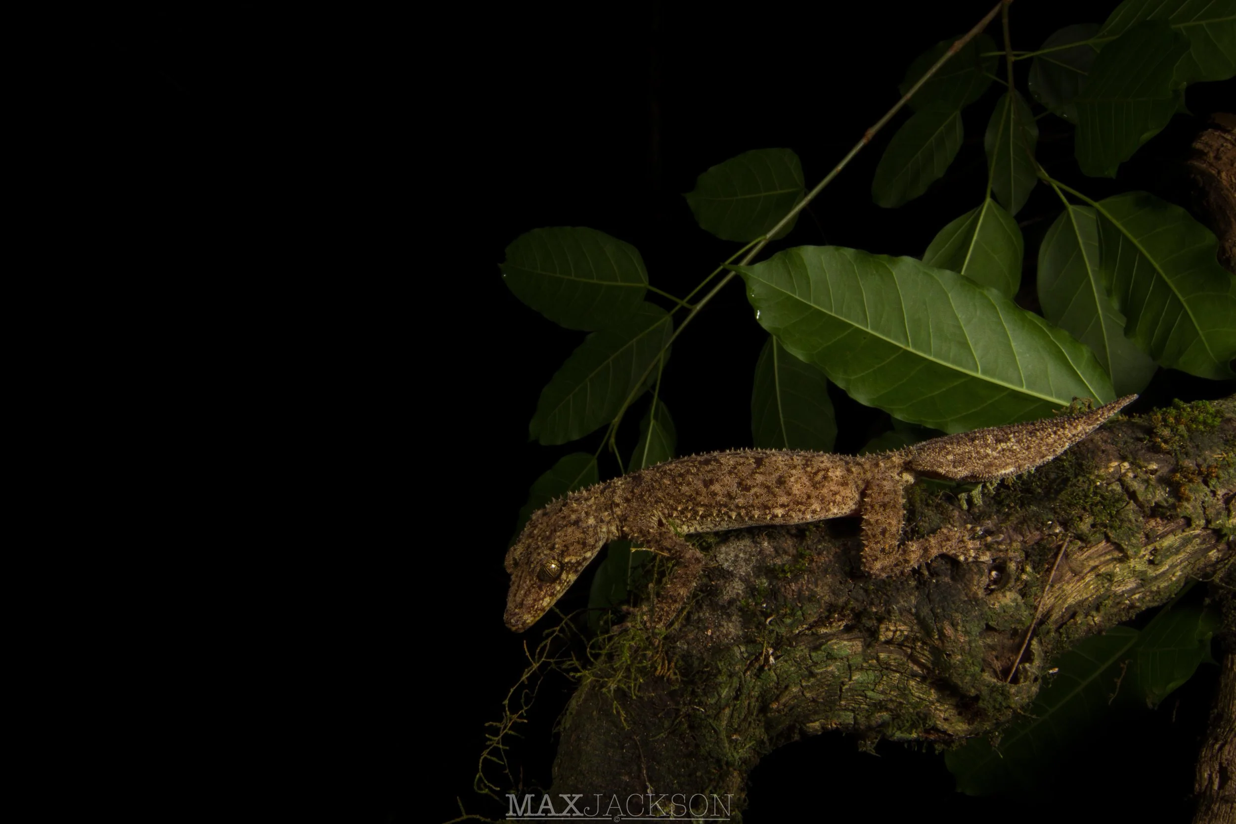 Peppered-Belly Broad-tailed Gecko (Phyllurus nepthys) - Mackay Hinterland, Qld