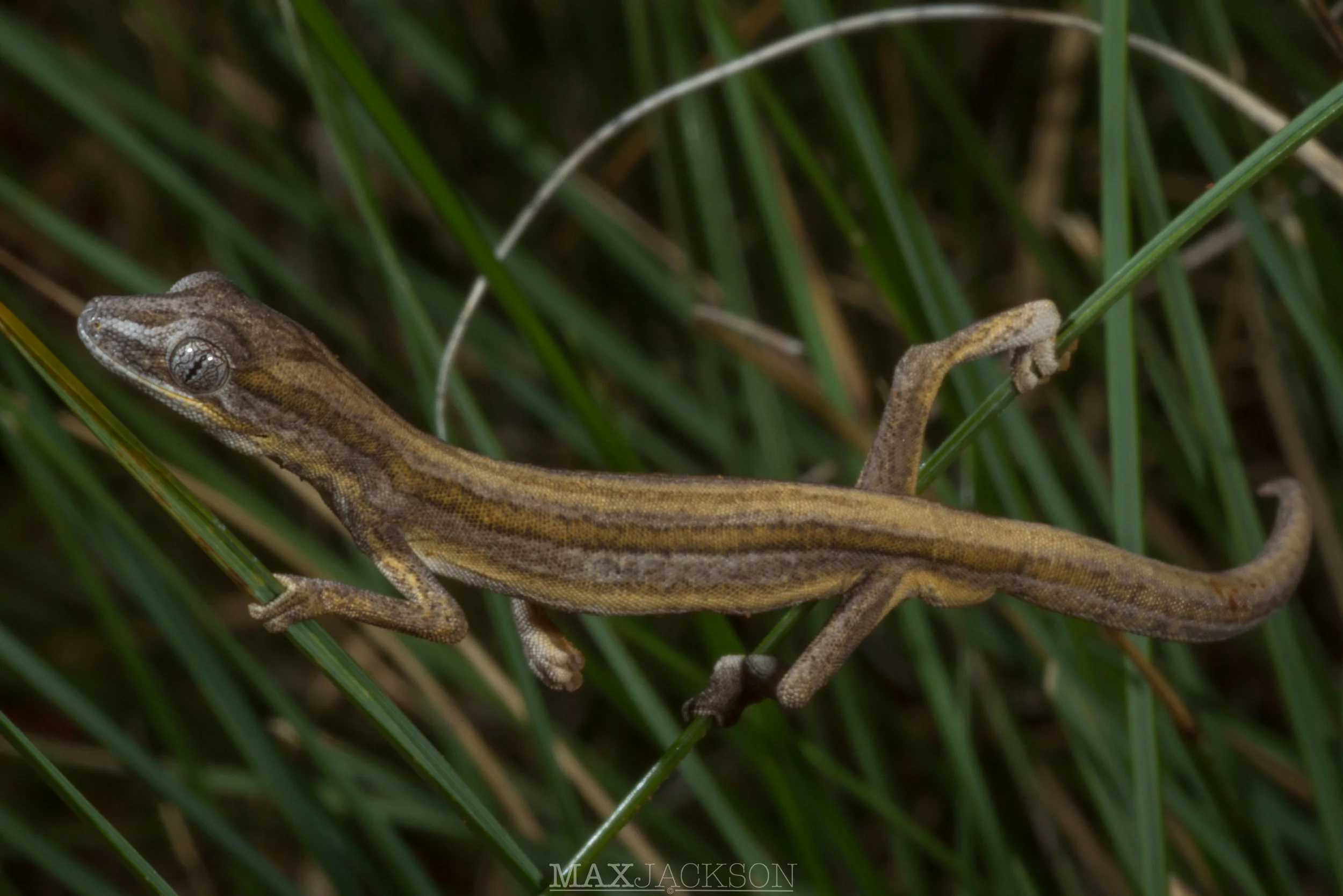 Southern Phasmid Gecko (Strophurus jeanae) - Three Ways, NT