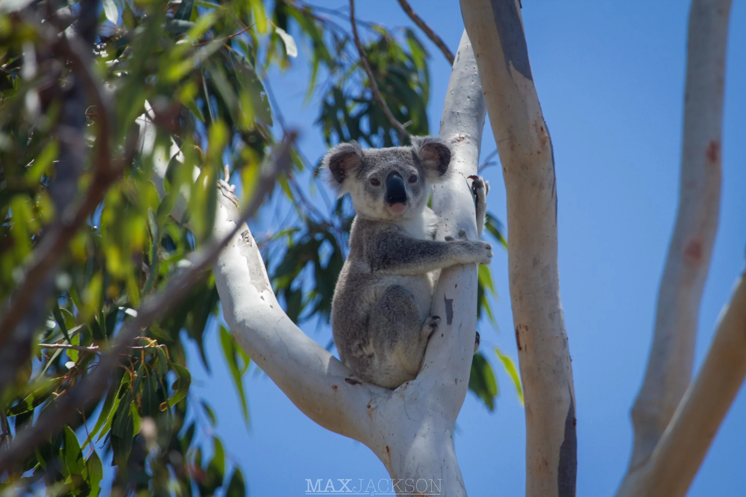 Koala - Yeppoon, Qld