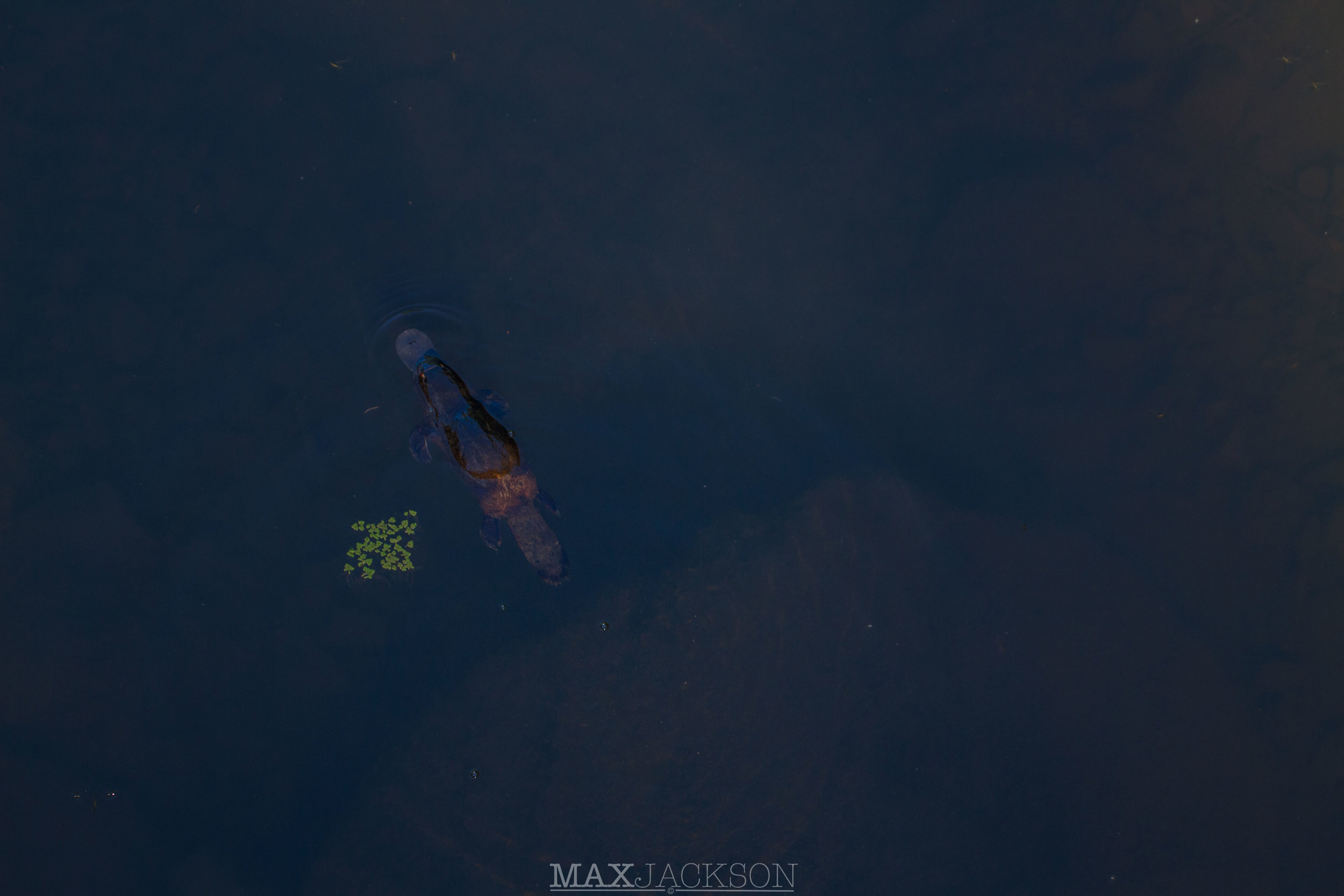 Platypus - Broken River, Qld