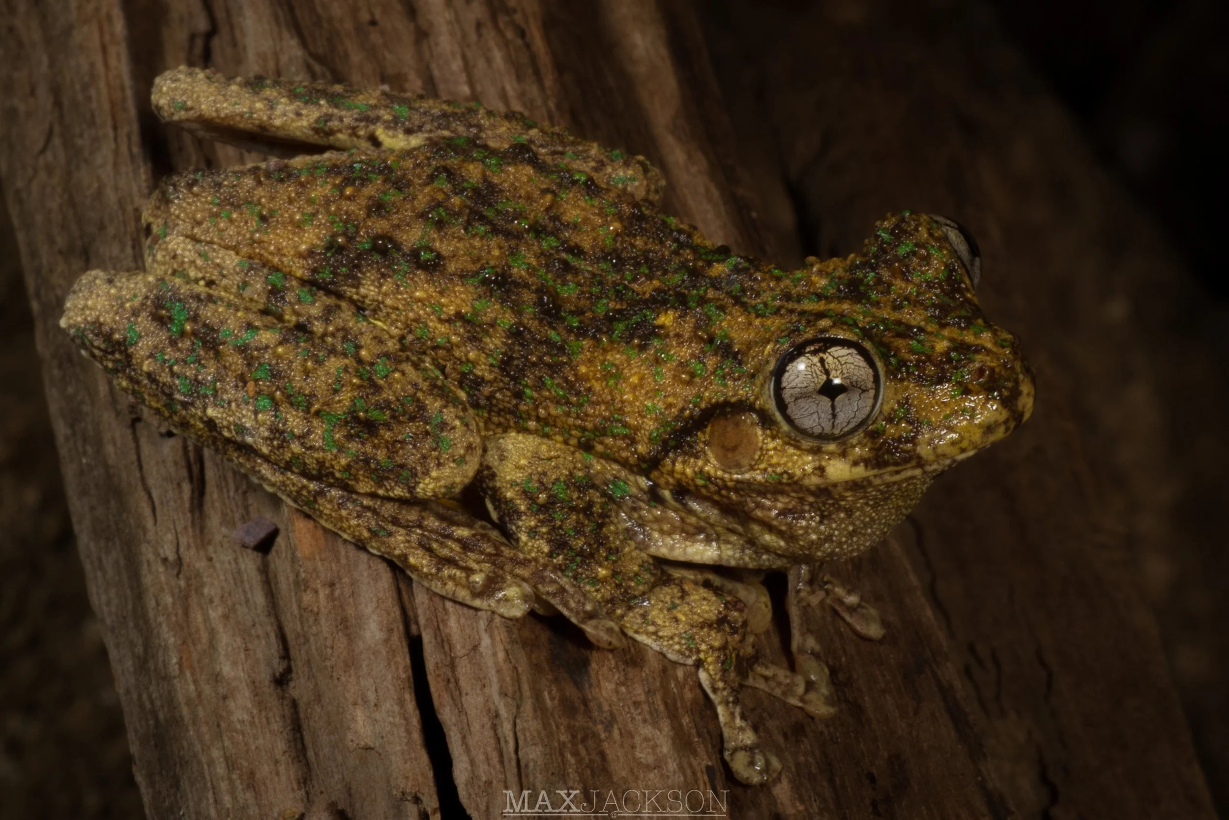 Emerald-spotted Tree Frog (Litoria peronii) - Sunshine Coast Hinterland, Qld