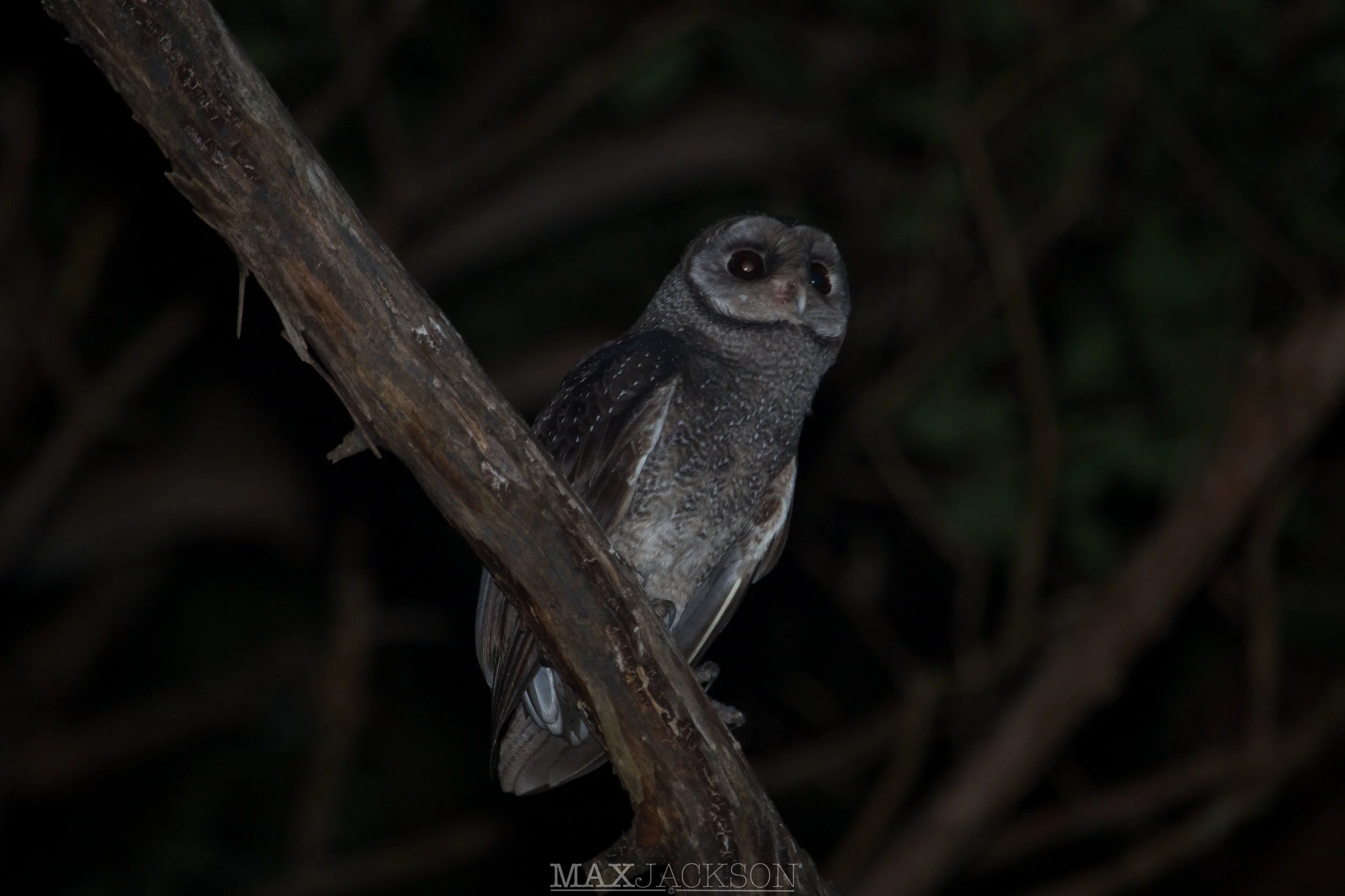 Sooty Owl - Sunshine Coast Hinterland, Qld