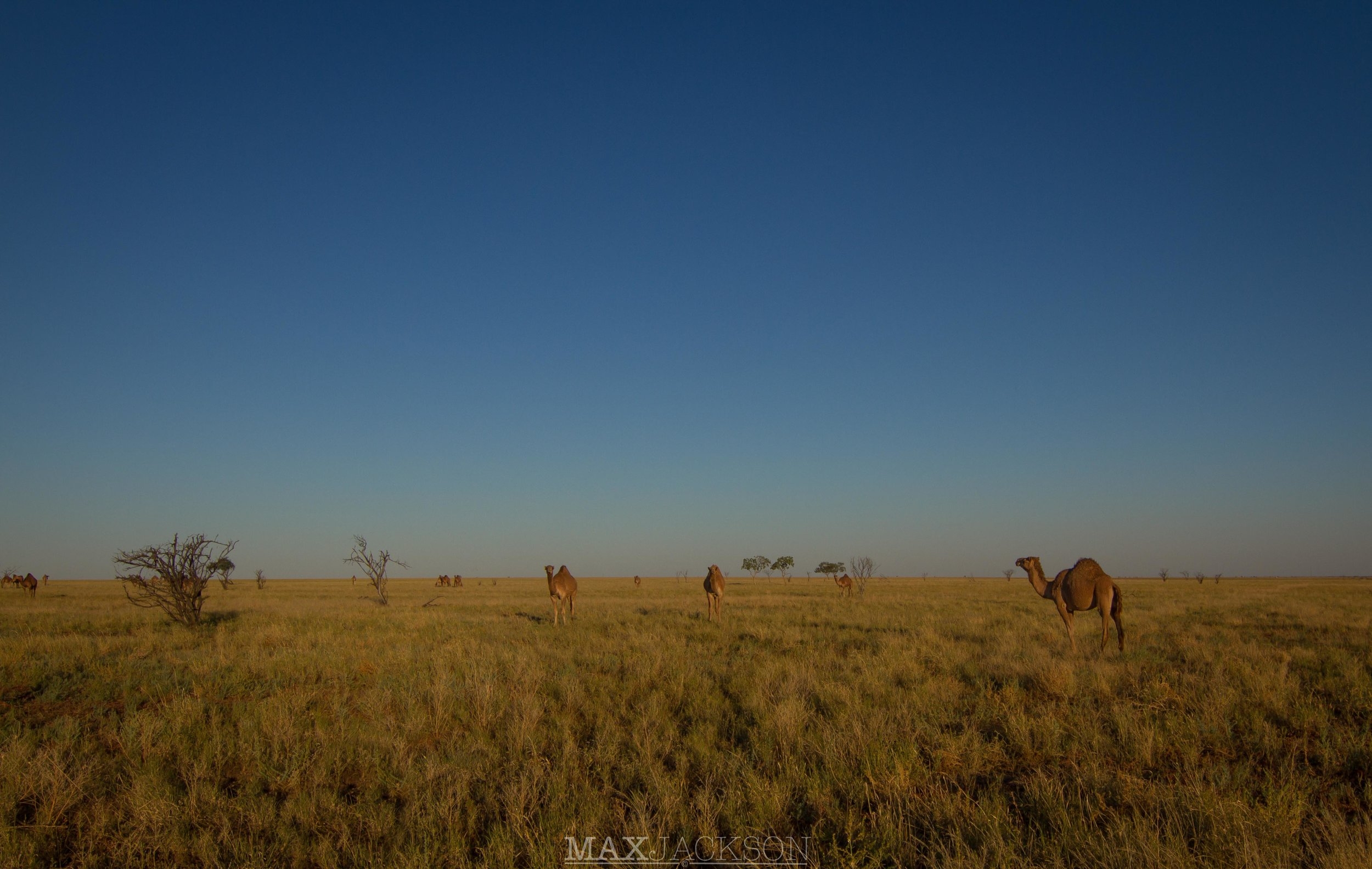 Wild Camels, Winton