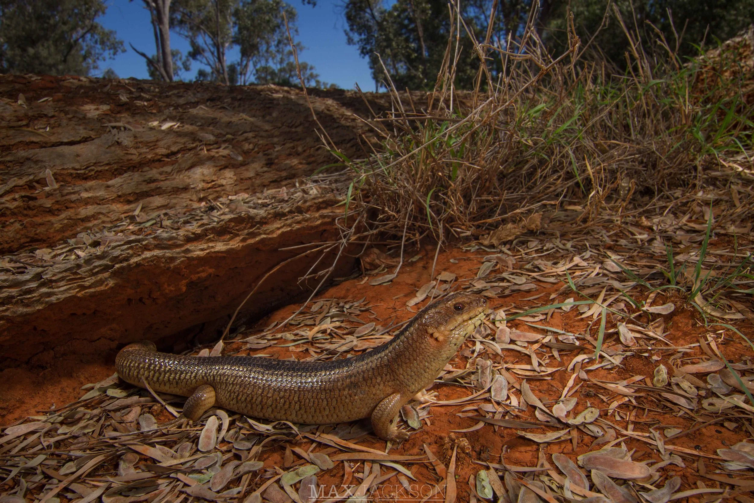 Yakka Skink (Egernia rugosa) - St. George, Qld