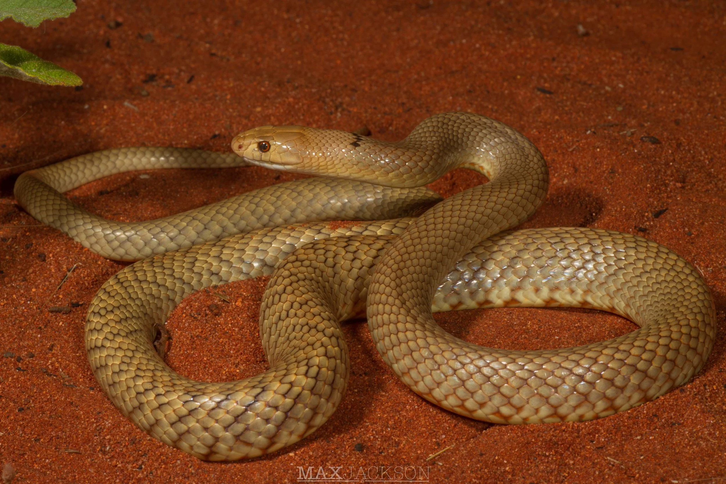 Western Brown Snake (Pseudonaja mengdeni) - Yulara, NT