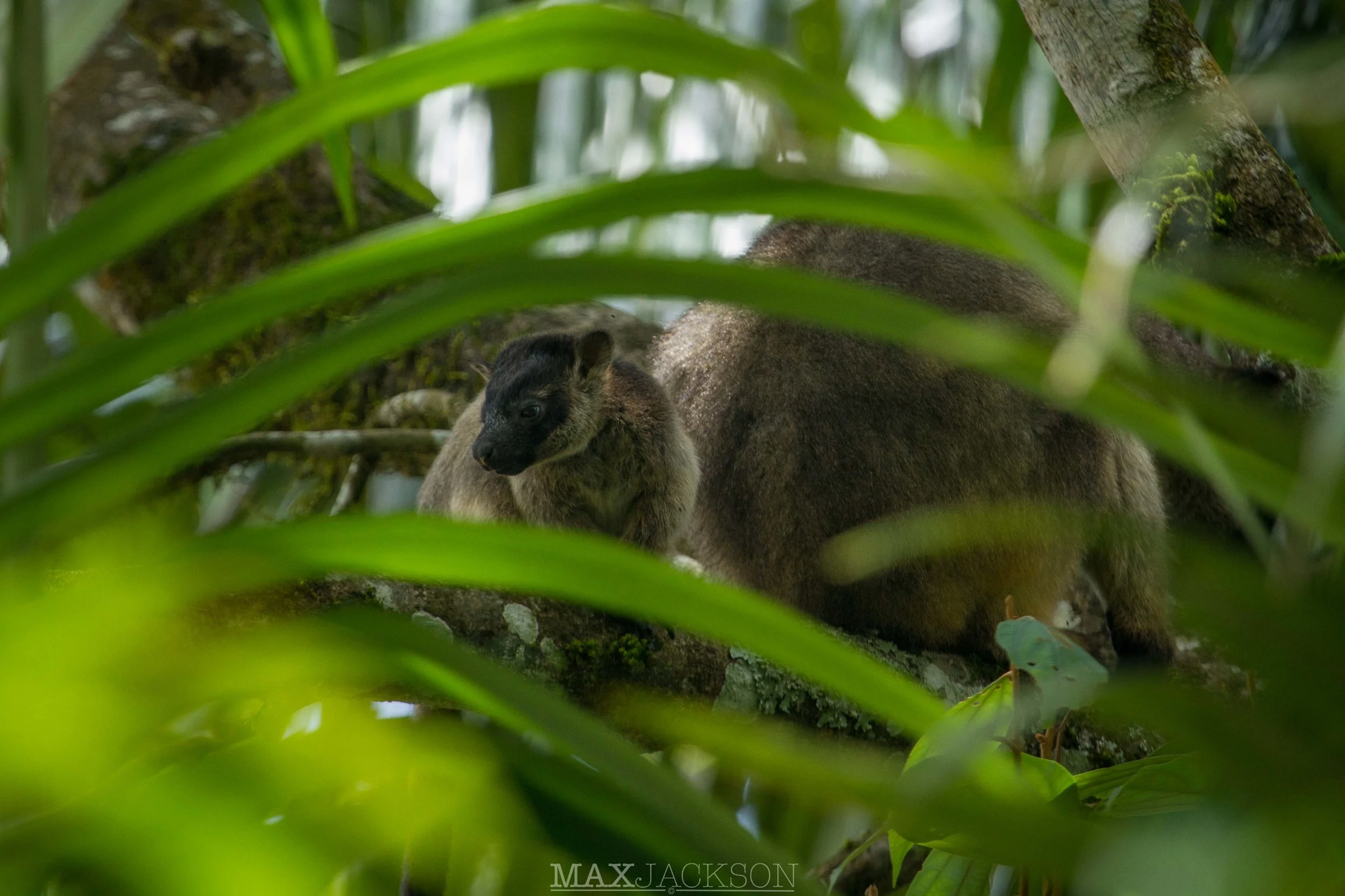 Lumholtz's Tree Kangaroo joey - Atherton Tablelands, Qld