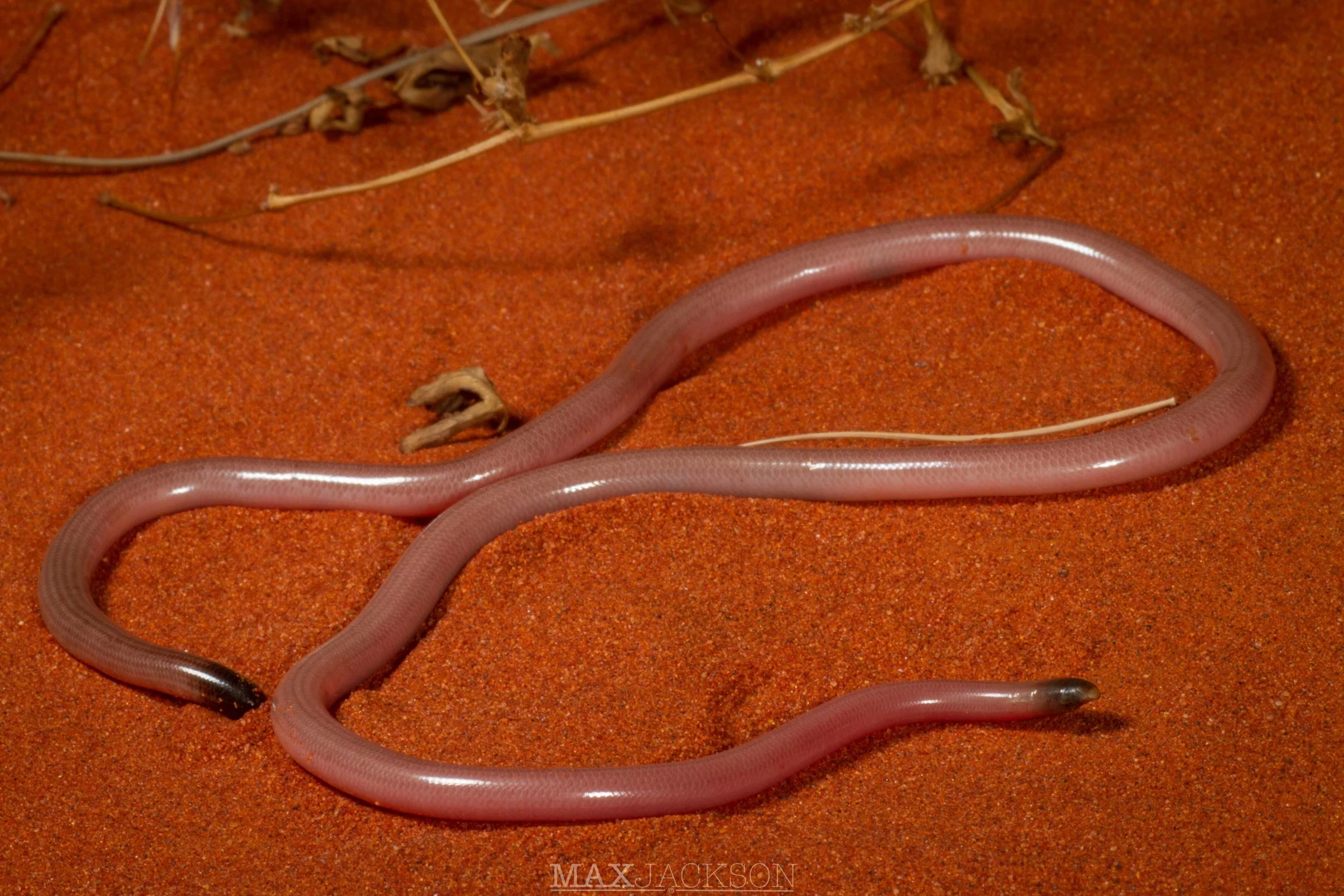 Long-beaked Blind Snake (Anilios grypus) - Yulara, NT