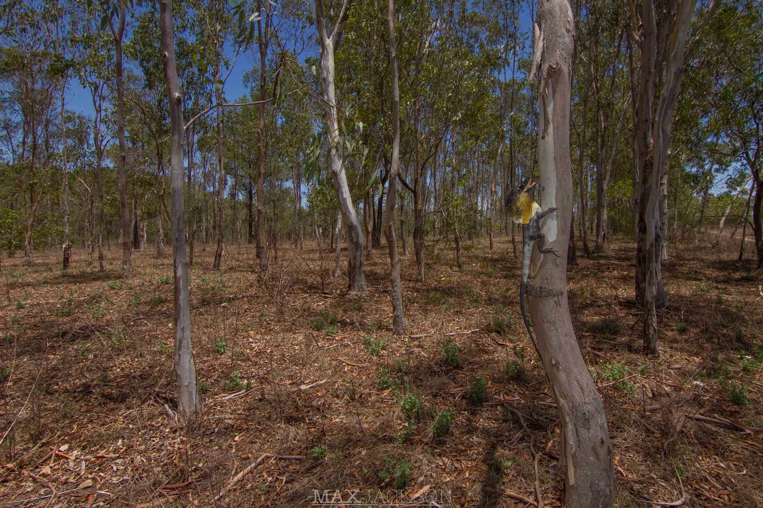 Frill-necked Dragon (Chlamydosaurus kingii) - Mareeba, Qld