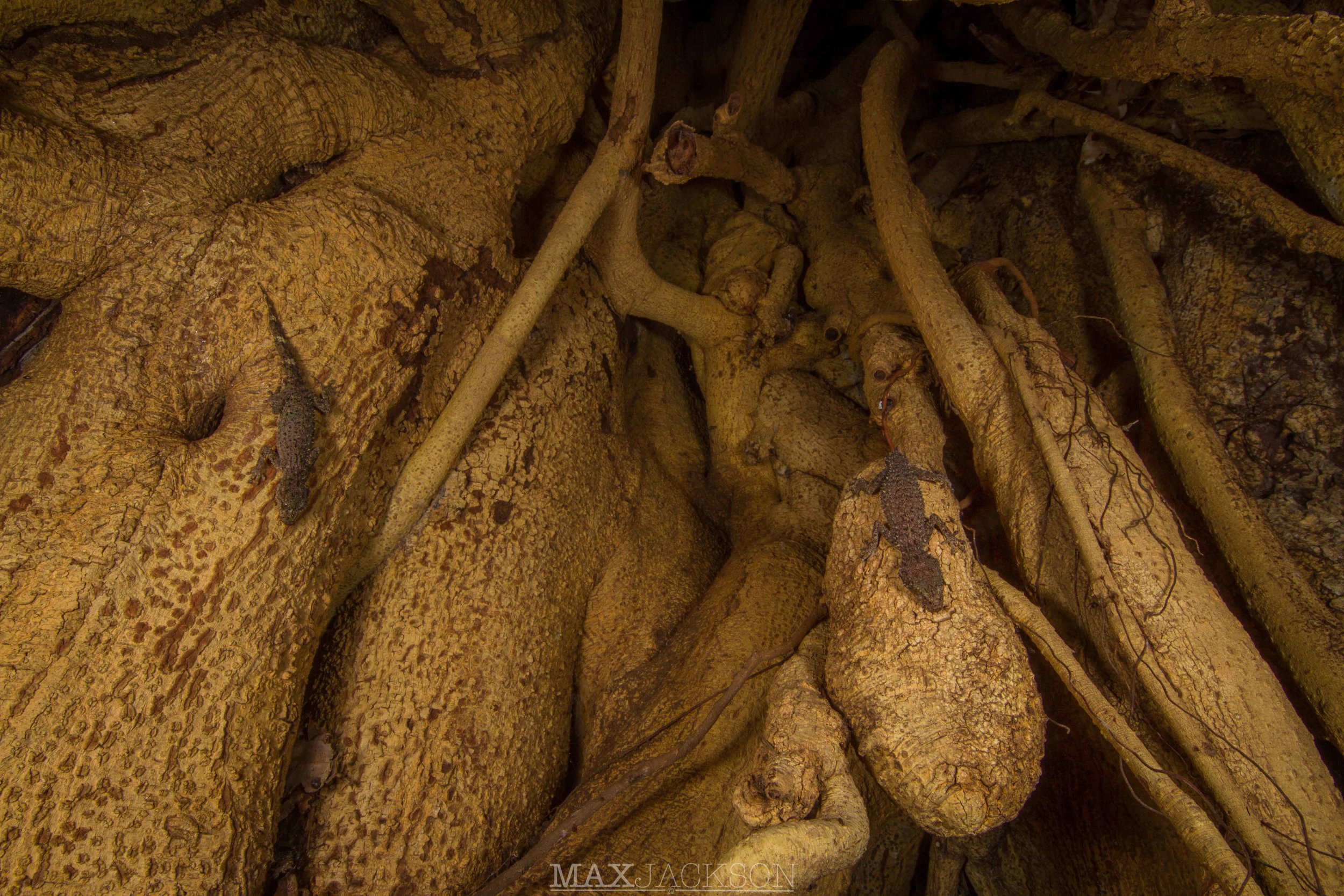 Ringed Thin-tailed Gecko (Phyllurus caudiannulatus) - Bulburin, Qld