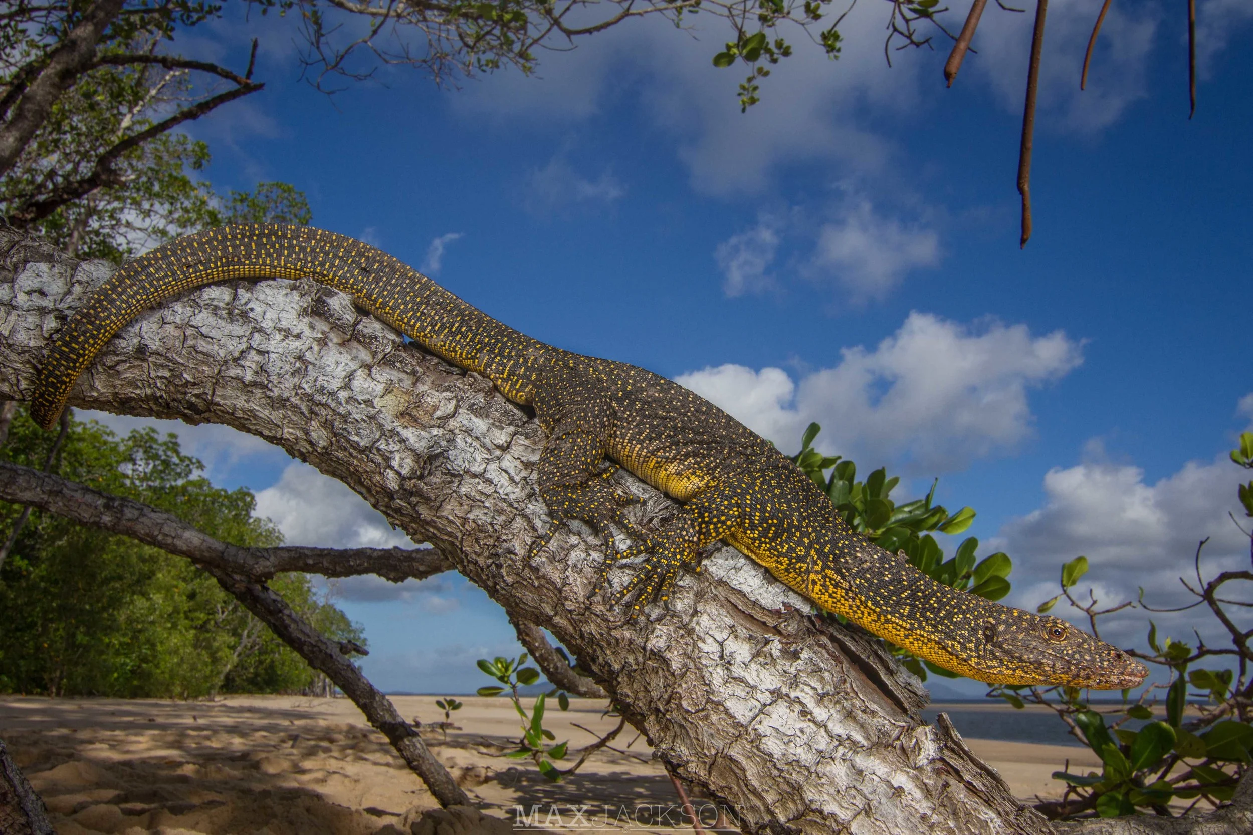 Mangrove Monitor (Varanus indicus) - Lockhart, Qld