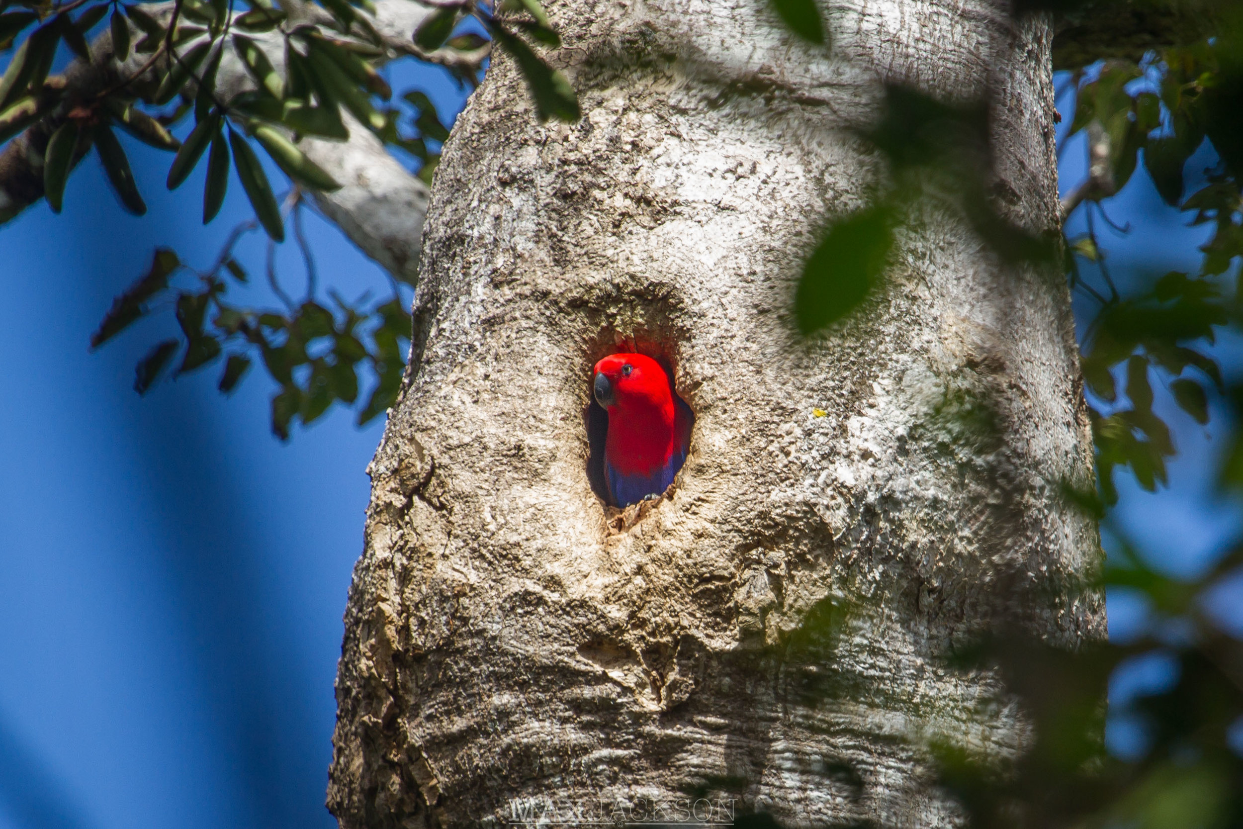 Female nesting Eclectus Parrot - Iron Range NP, Qld