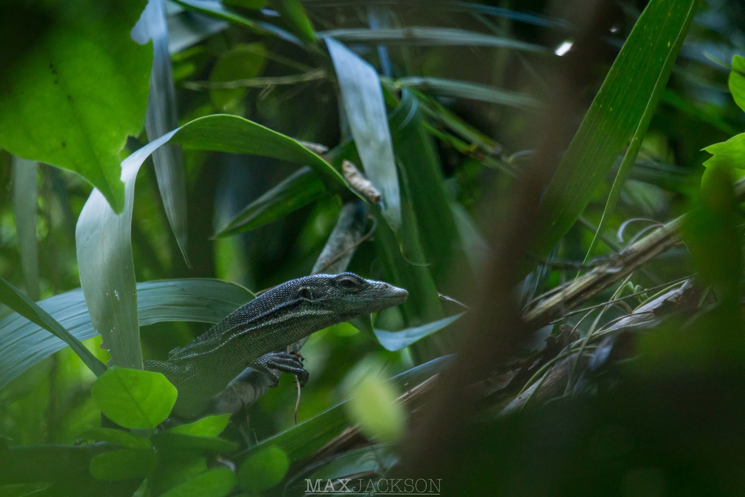 Canopy Goanna (Varanus keithhornei) - Iron Range NP, Qld