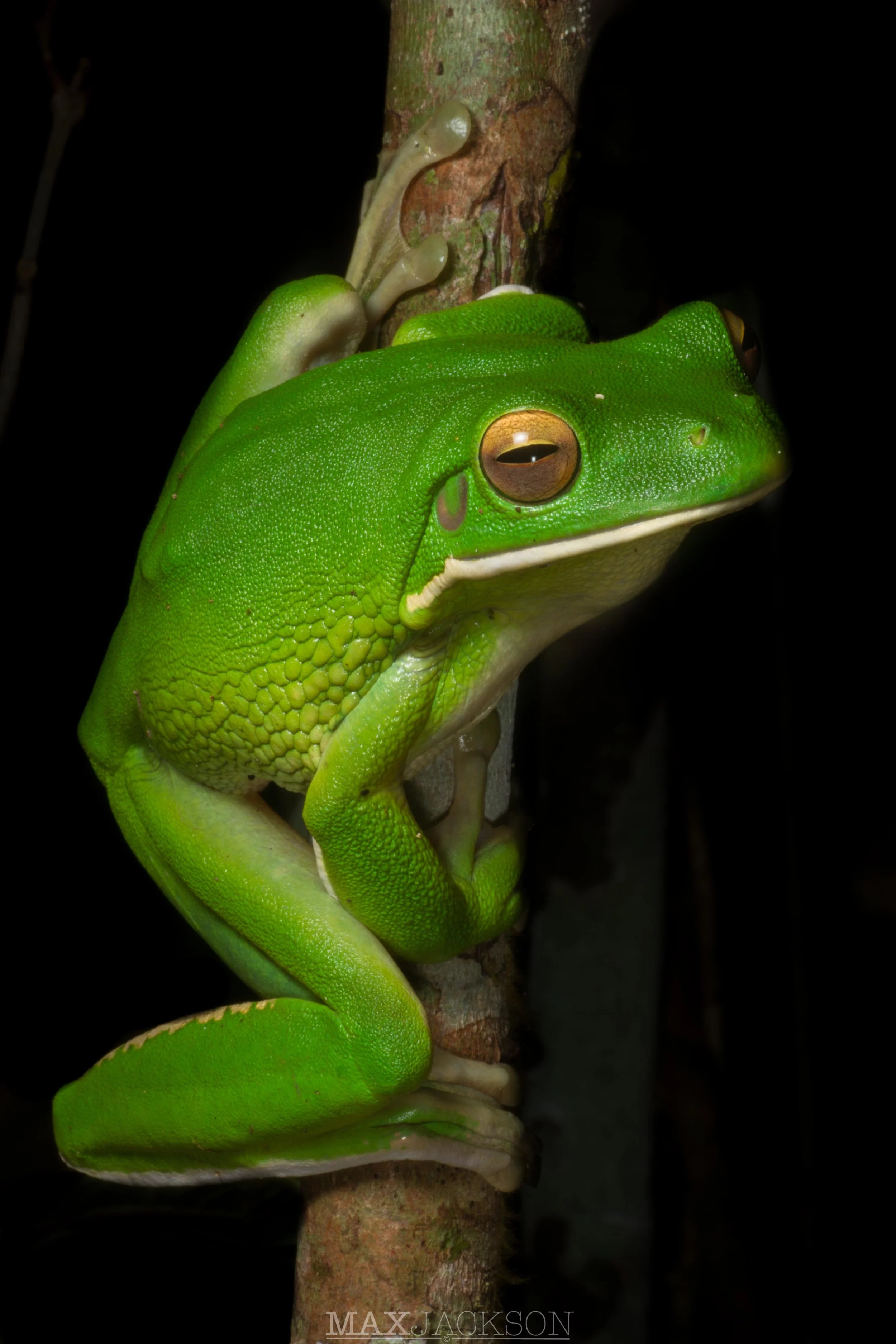 White-lipped Tree Frog (Litoria infrafrenata) - Iron Range NP, Qld