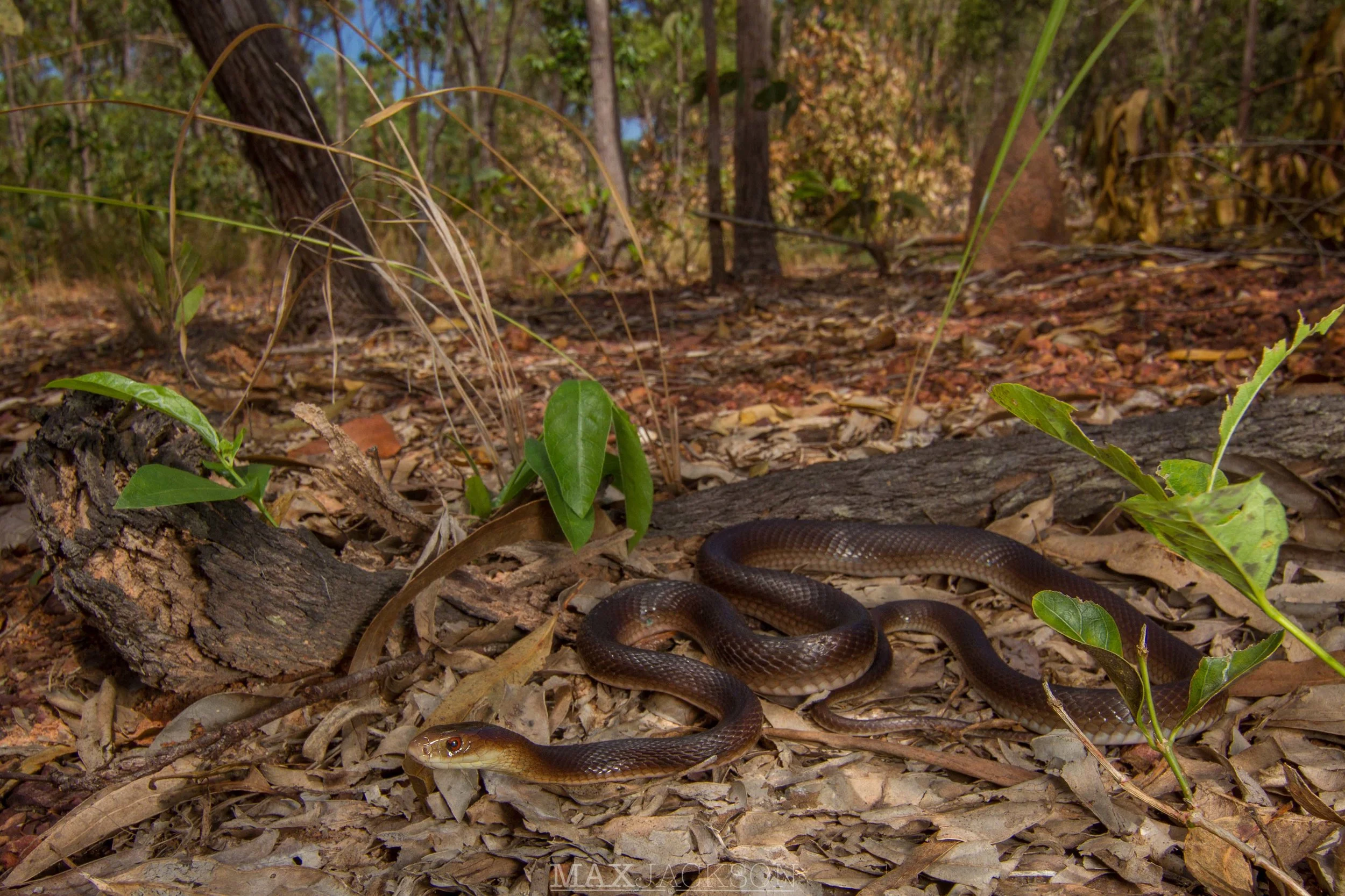 Coastal Taipan (Oxyuranus scutelatus) - Lockhart, Qld