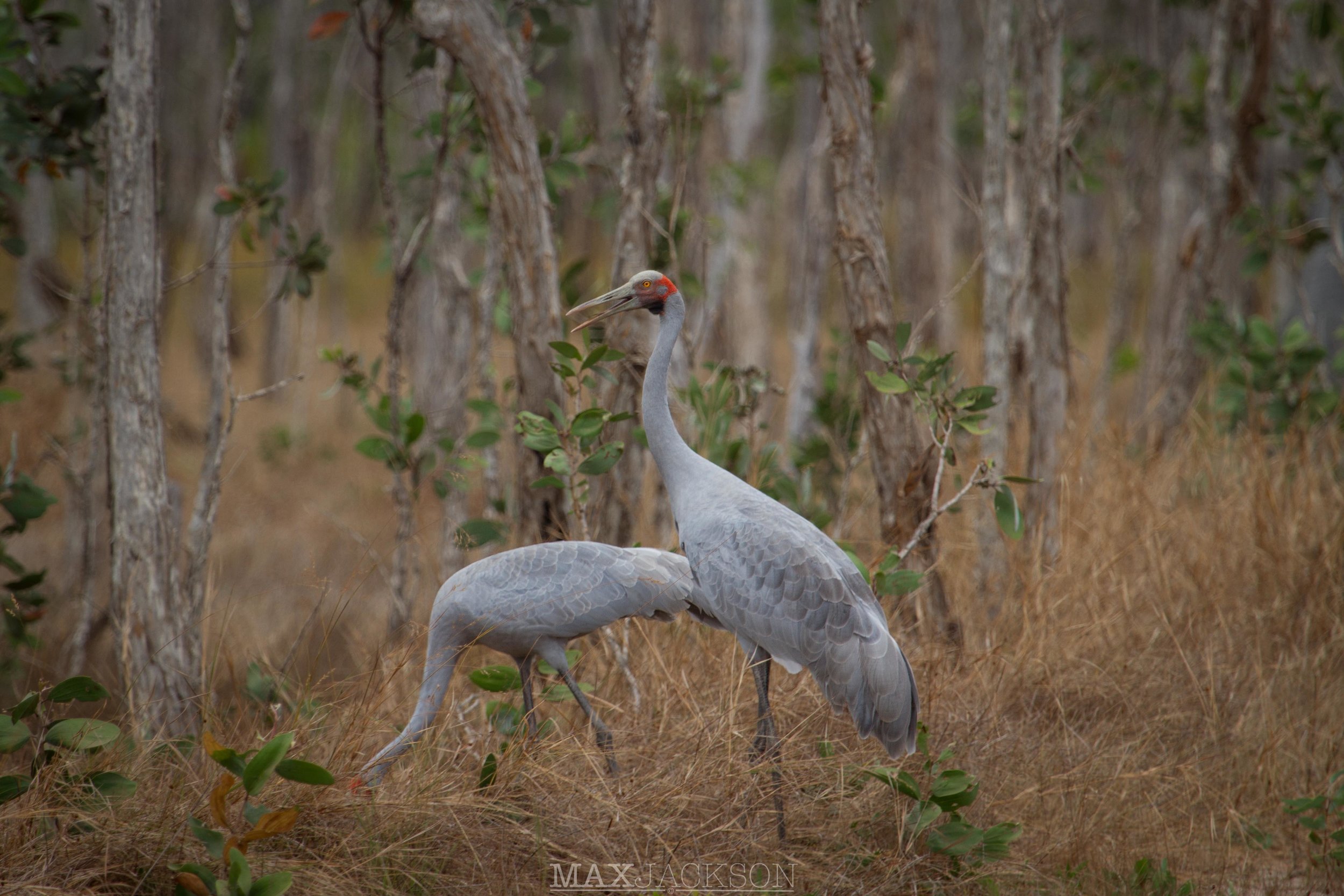 A pair of Brolgas - Musgrave, Qld