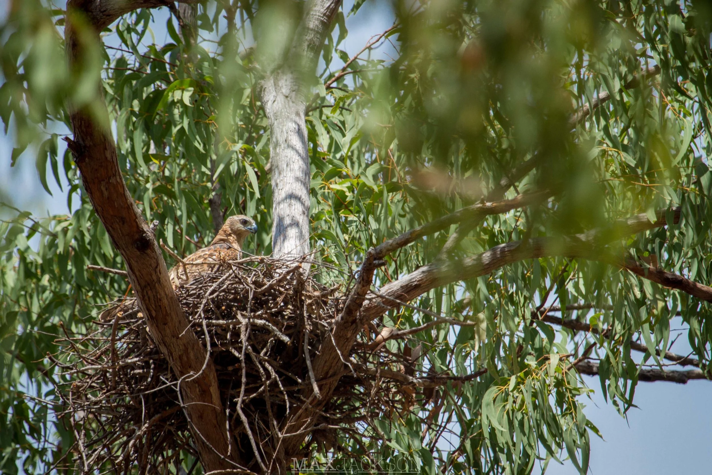 Nesting Red Goshawk - Musgrave, Qld