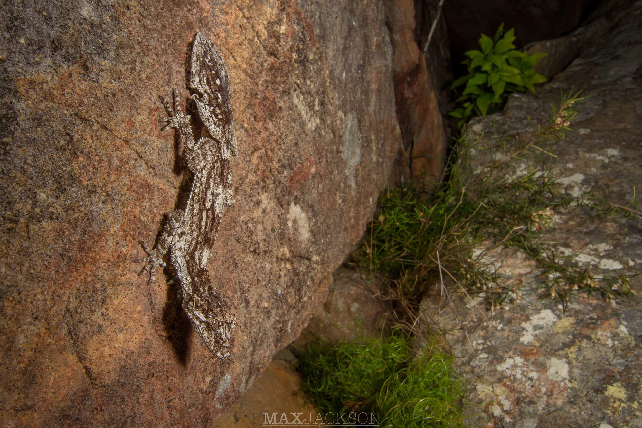 Rough-throated Leaf-tailed Gecko (Saltuarius salebrosus) - Blackdown Tablelands NP, Qld