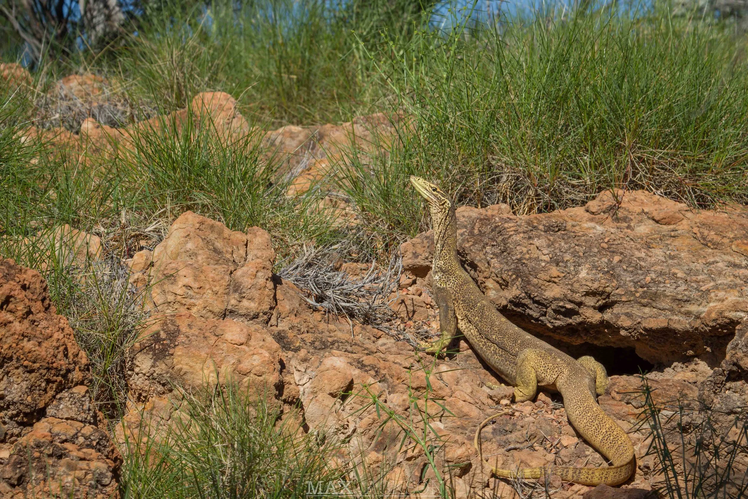 Yellow-spotted Monitor (Varanus panoptes) - Winton, Qld