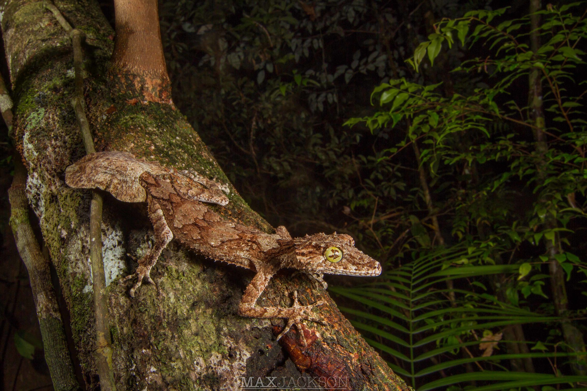 Norther Leaf-tailed Gecko (Saltuarius cornutus) - Atherton Tablelands, Qld