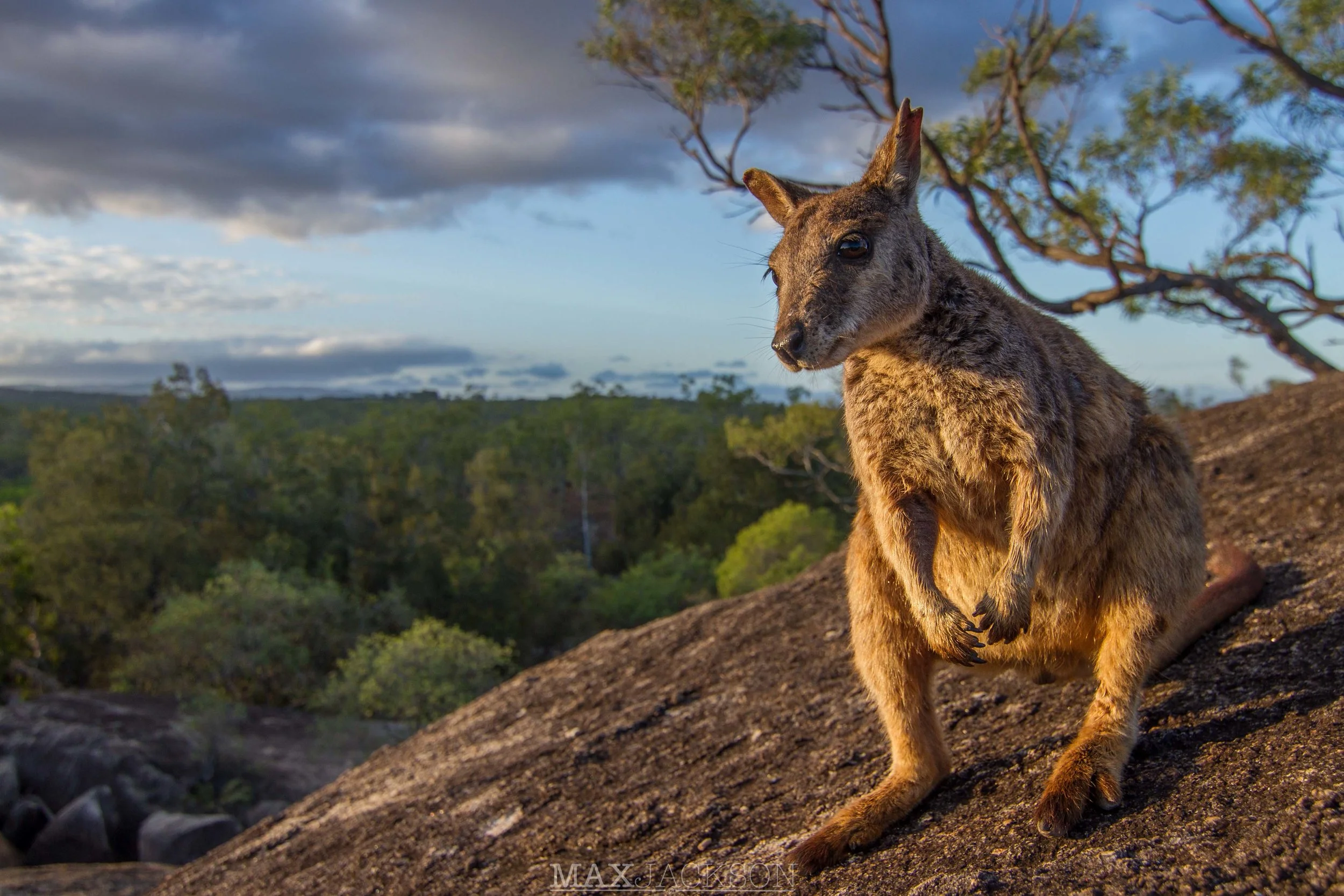 Mareeba Rock Wallaby - Mareeba, Qld