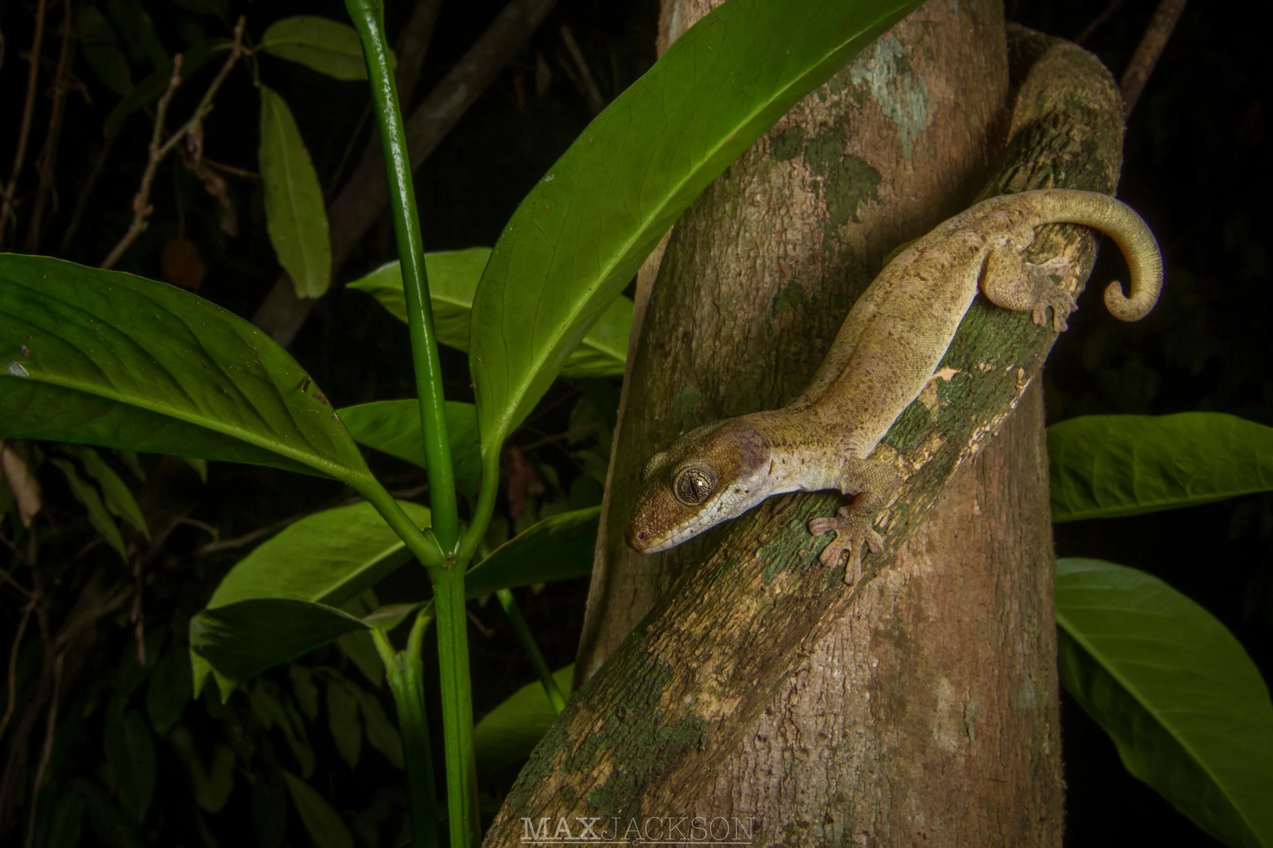 Giant Tree Gecko (Pseudothecadactylus australis) - Iron Range NP, Qld