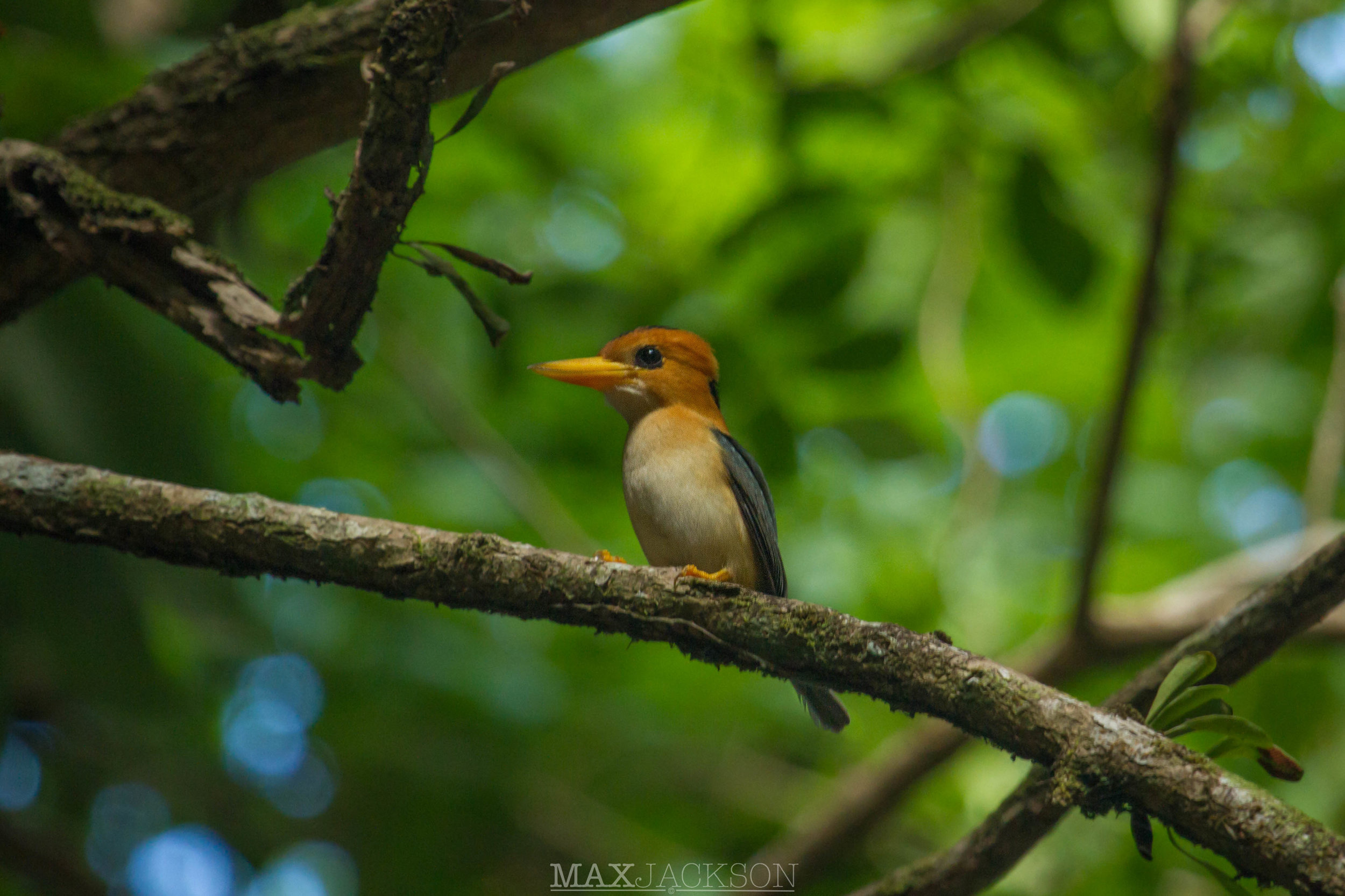 Yellow-billed Kingfisher - Iron Range NP, Qld