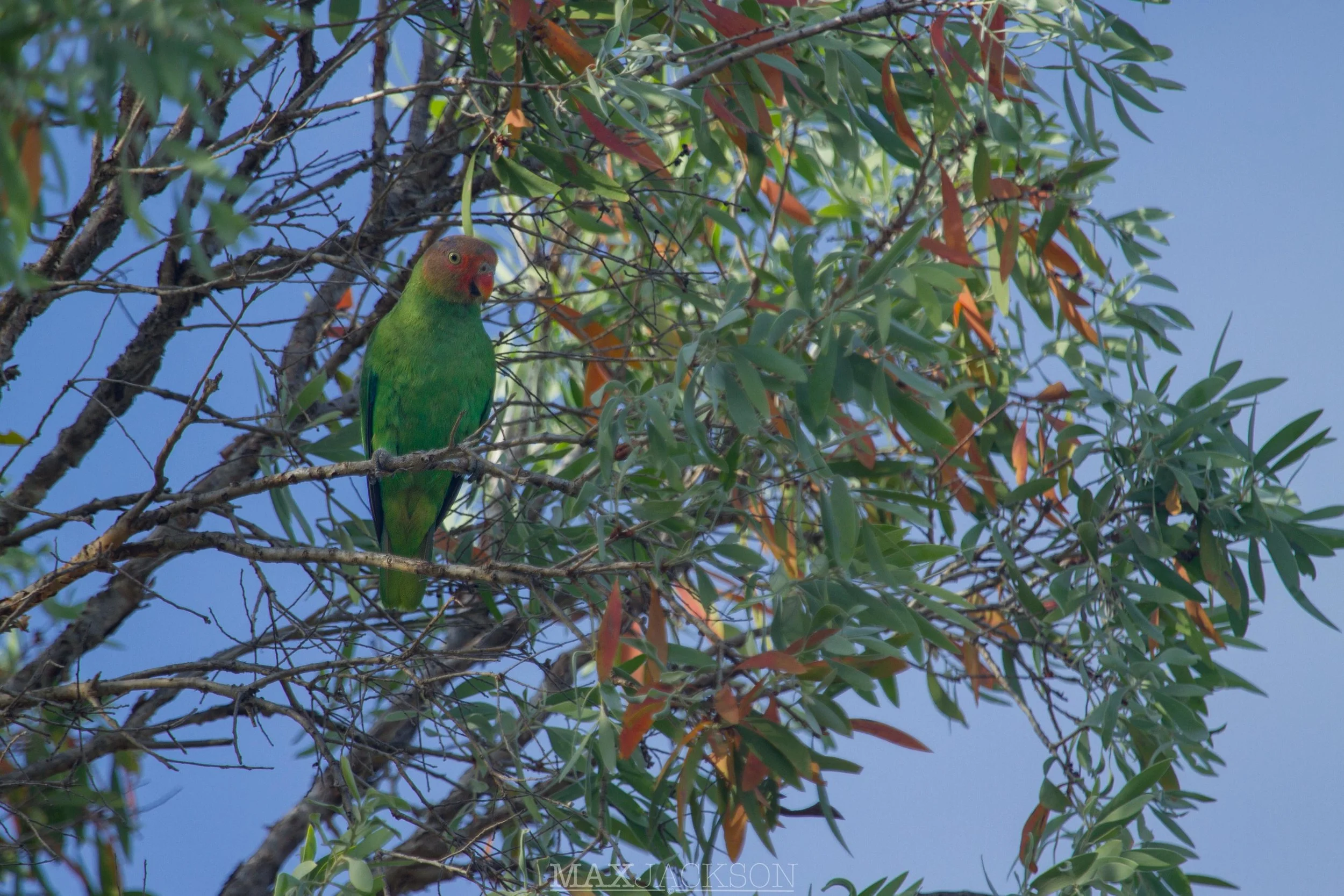Red-cheeked Parrot - Iron Range NP, Qld