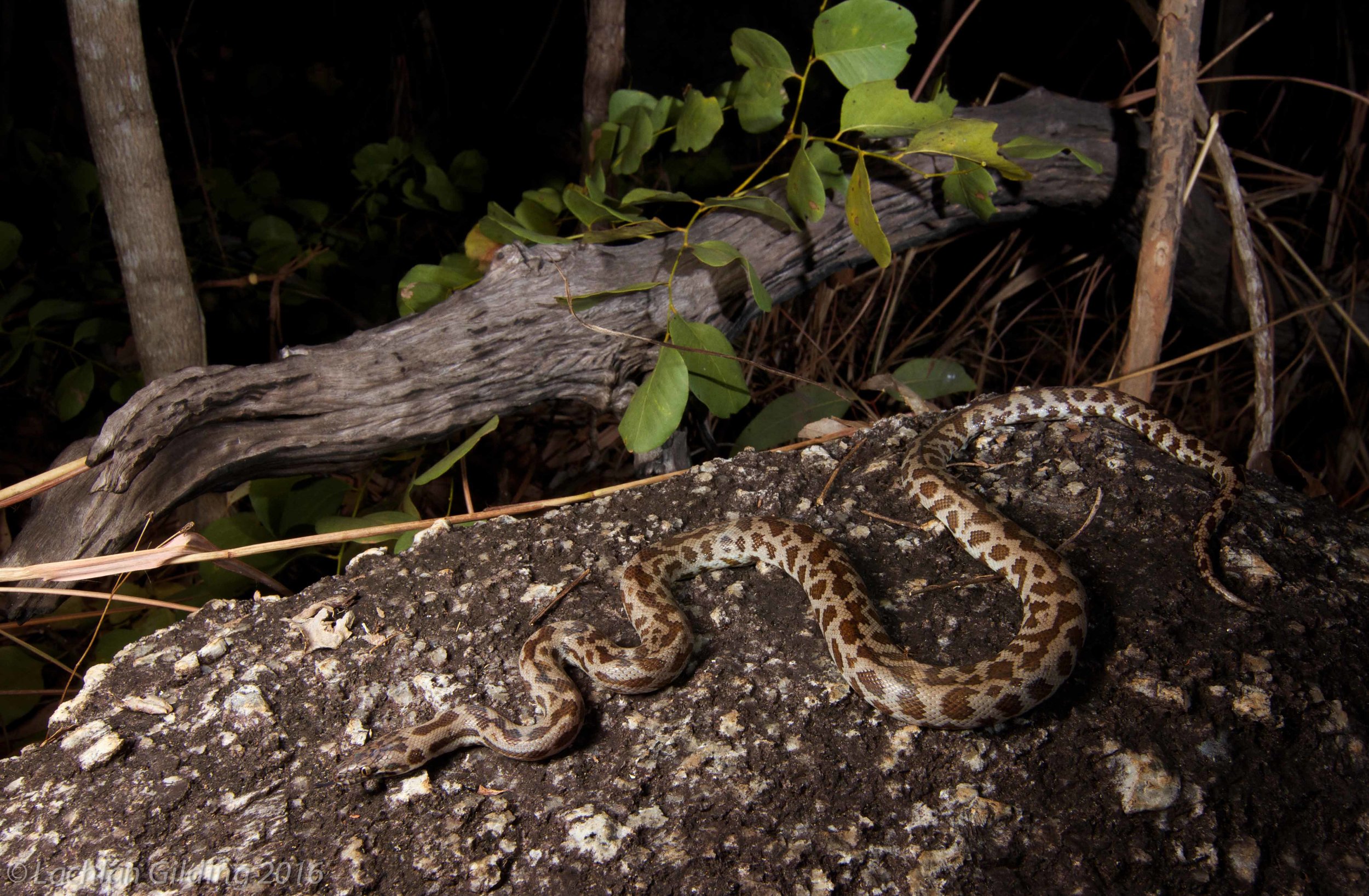  Spotted Python (Antaresia maculosa) - Coen, QLD 