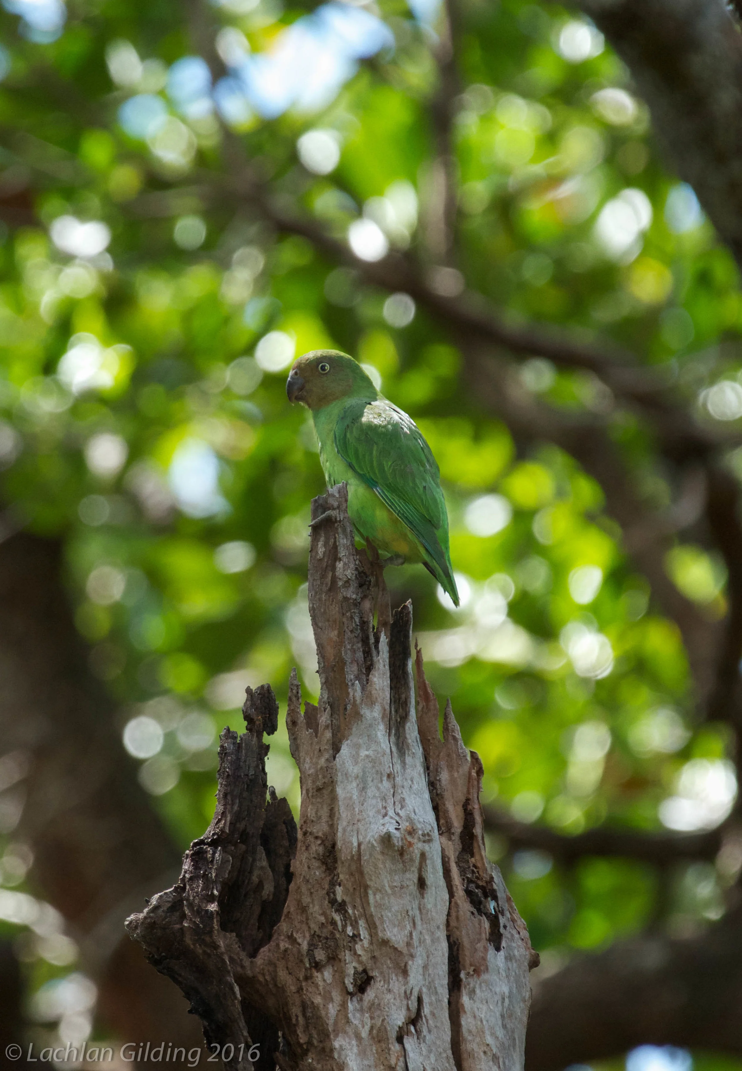  Red-cheeked Parrot - Lockhart River, QLD 