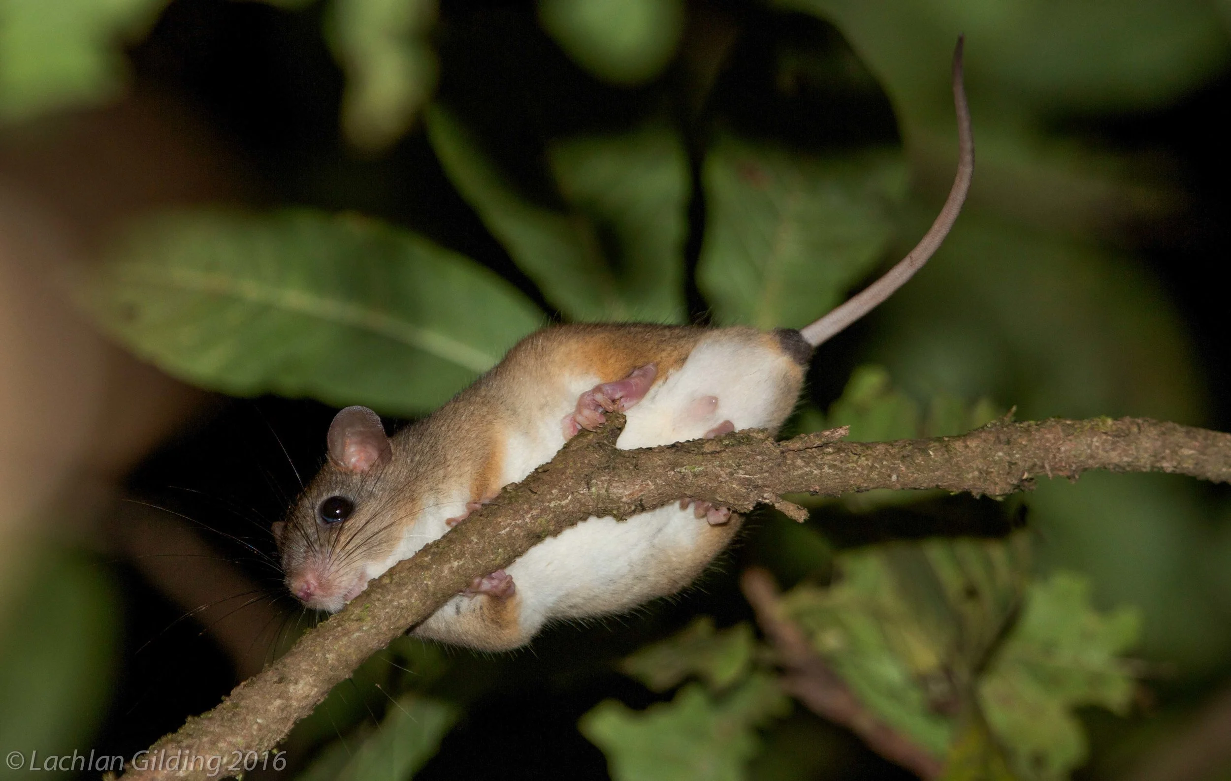  Cape York Melomys - Iron Range NP, QLD 