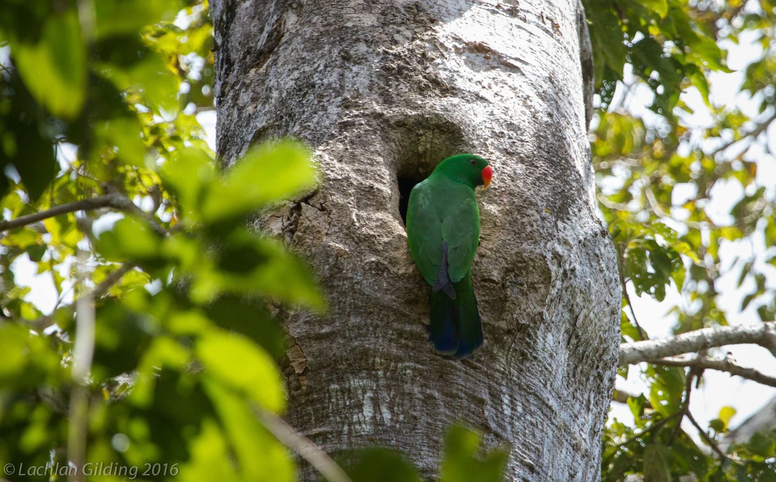  Eclectus Parrot - Iron Range NP, QLD 