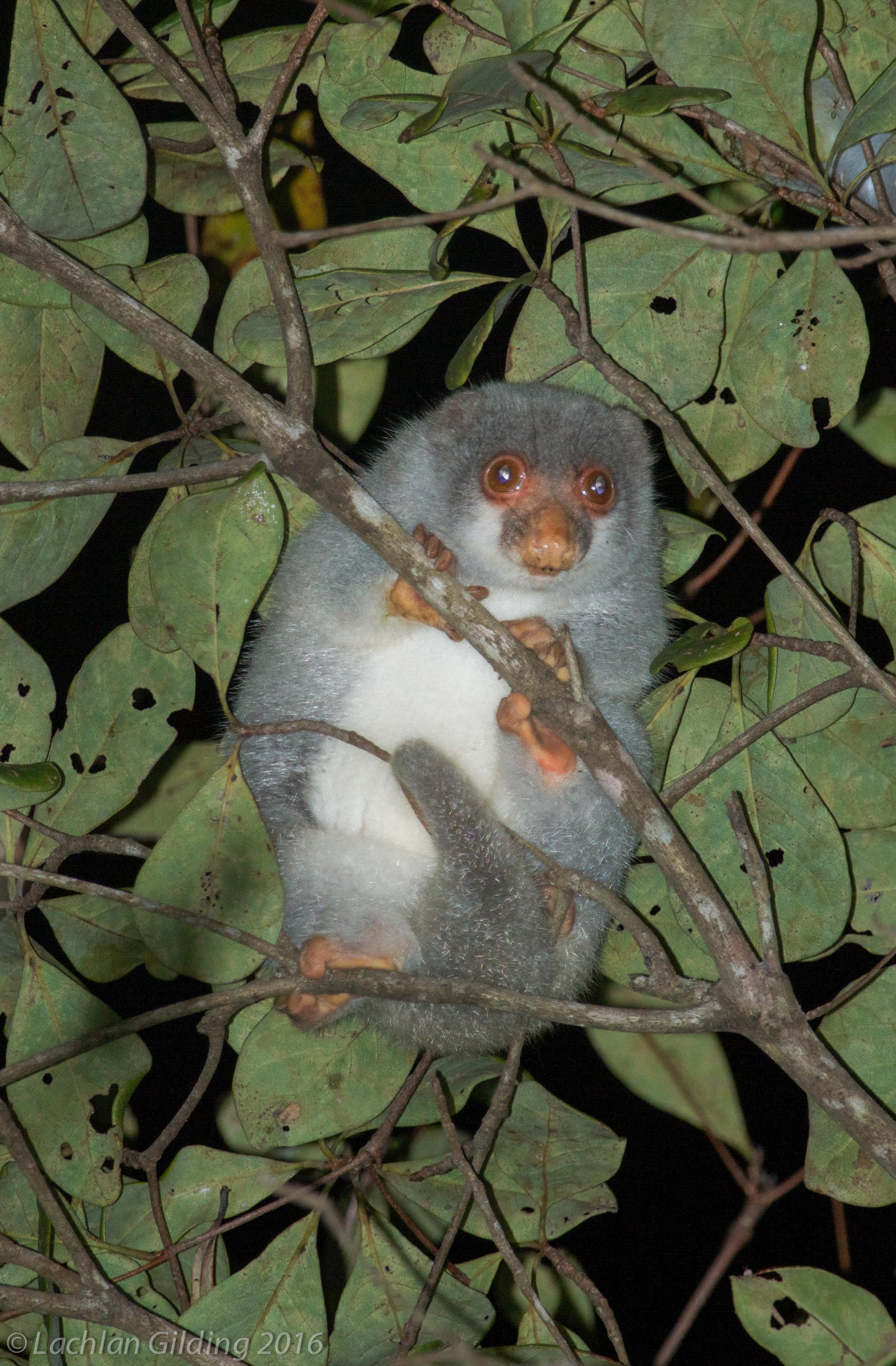  Spotted Cuscus - Chilli Beach, QLD 