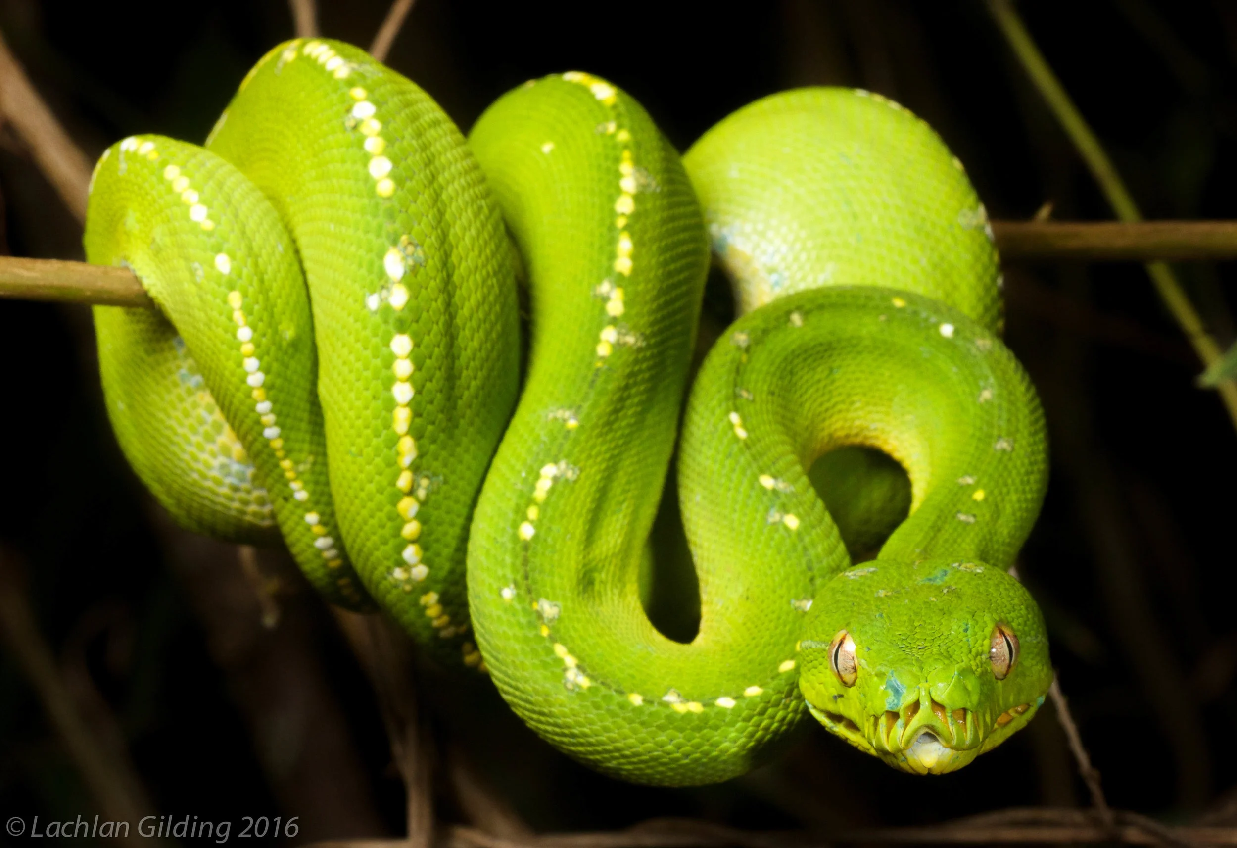  Green Python (Morelia viridis) - Iron Range NP, QLD 