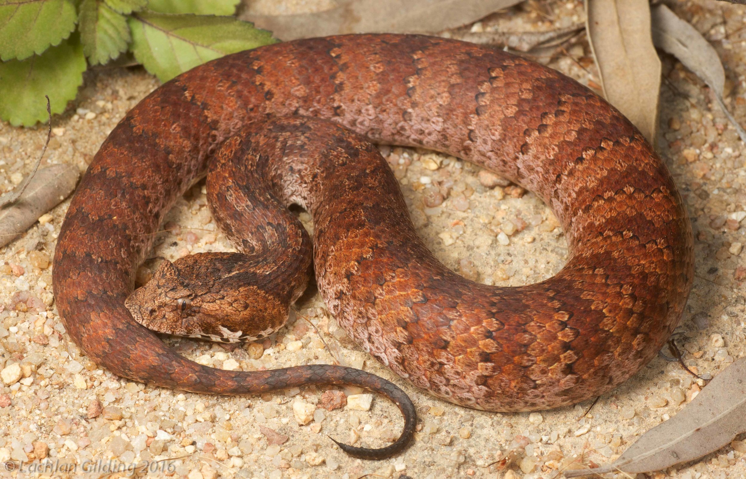 Northern Death Adder (Acanthophis praelongus) - Iron Range NP, QLD 