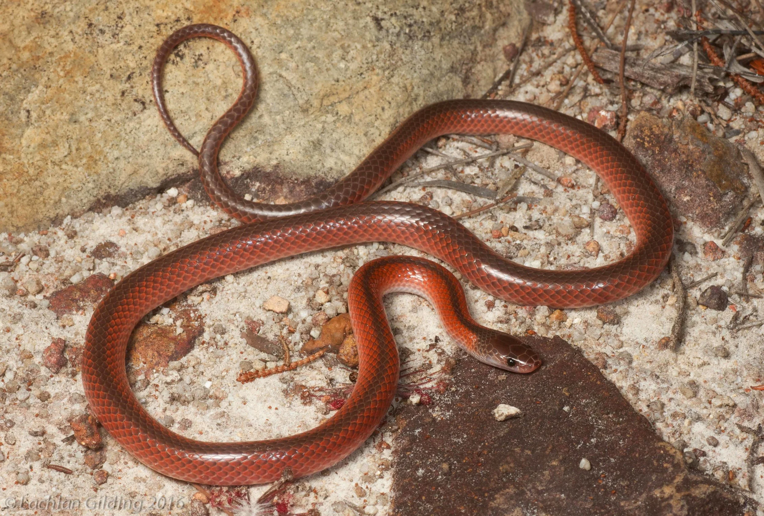  Black-striped Snake (Cryptophis nigrostriatus) - Iron Range, QLD 