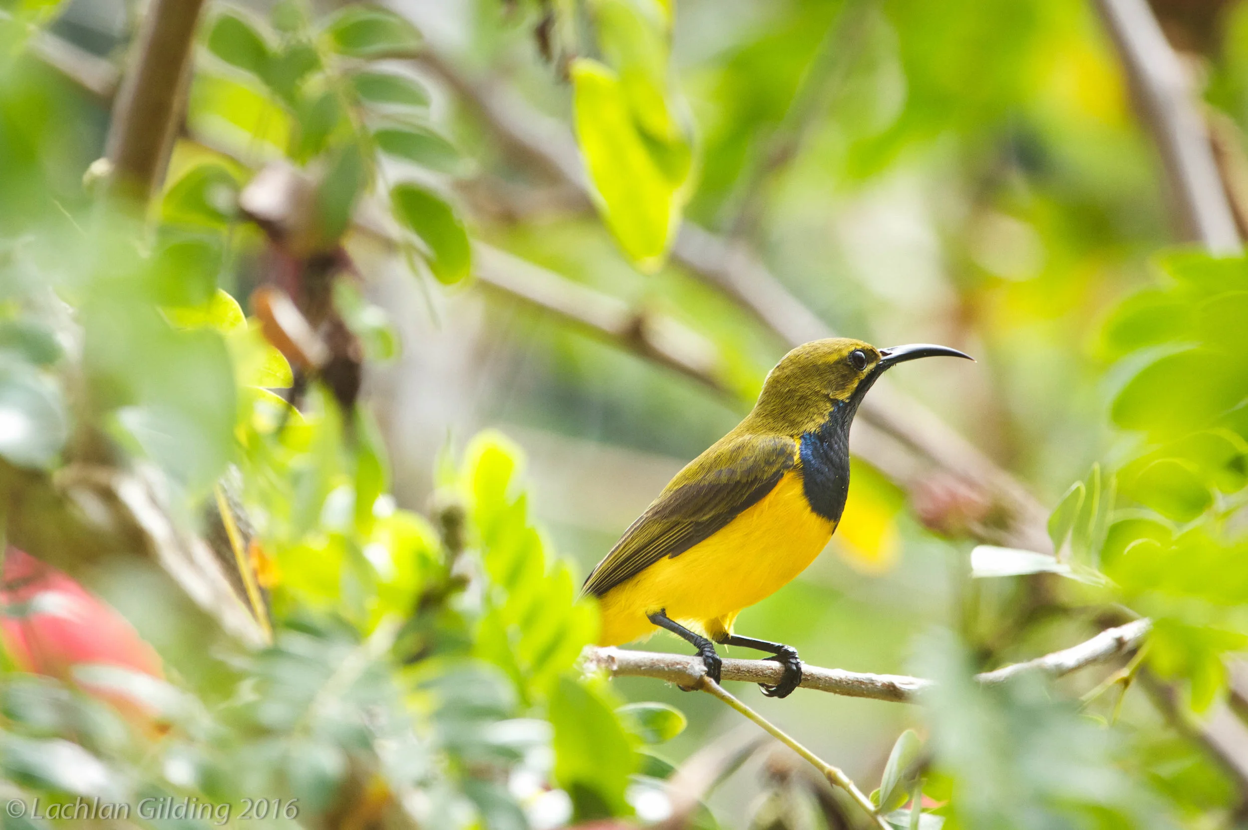  Olive-backed Sunbird - Portland Roads, QLD 