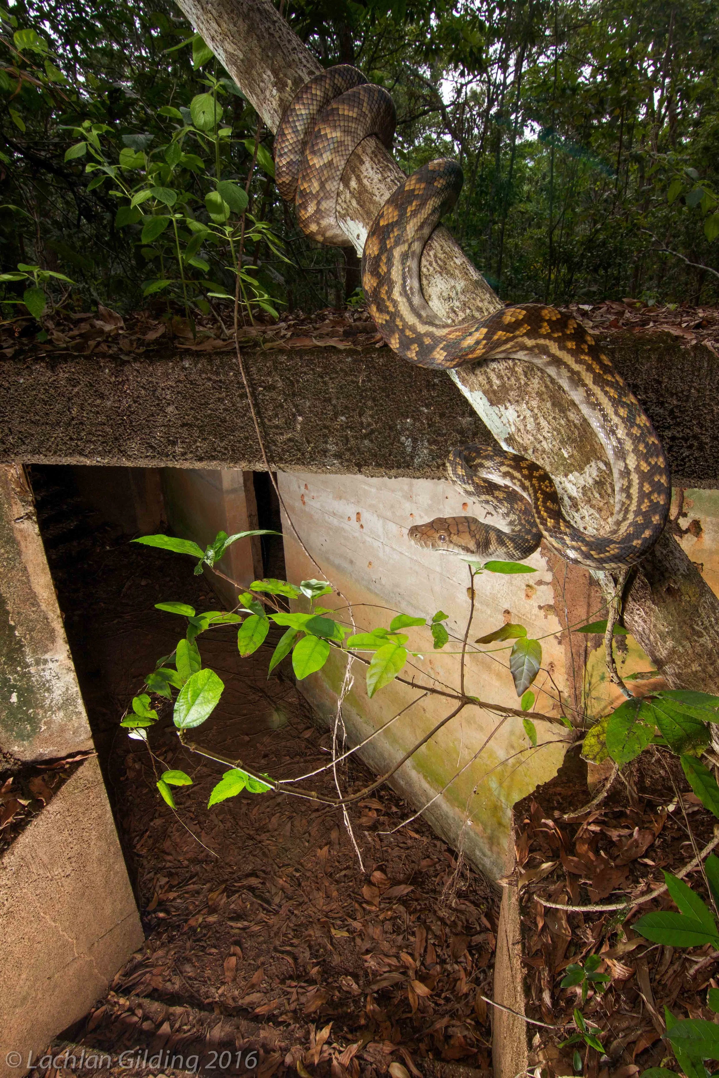  Scrub Python (Simalia kinghorni) - Lockhart River, QLD 