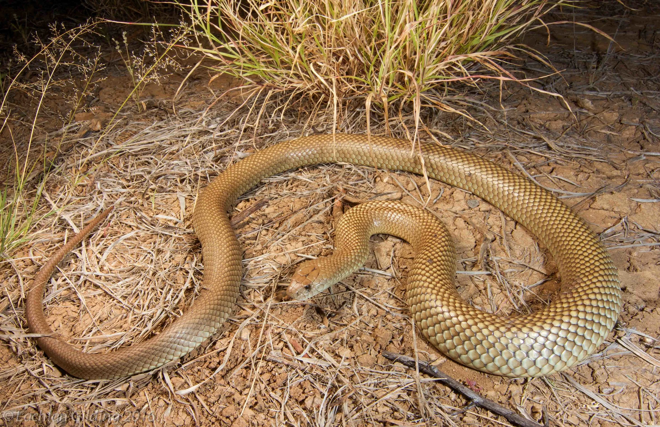  Mulga Snake (Pseudechis australis) - Winton, QLD 