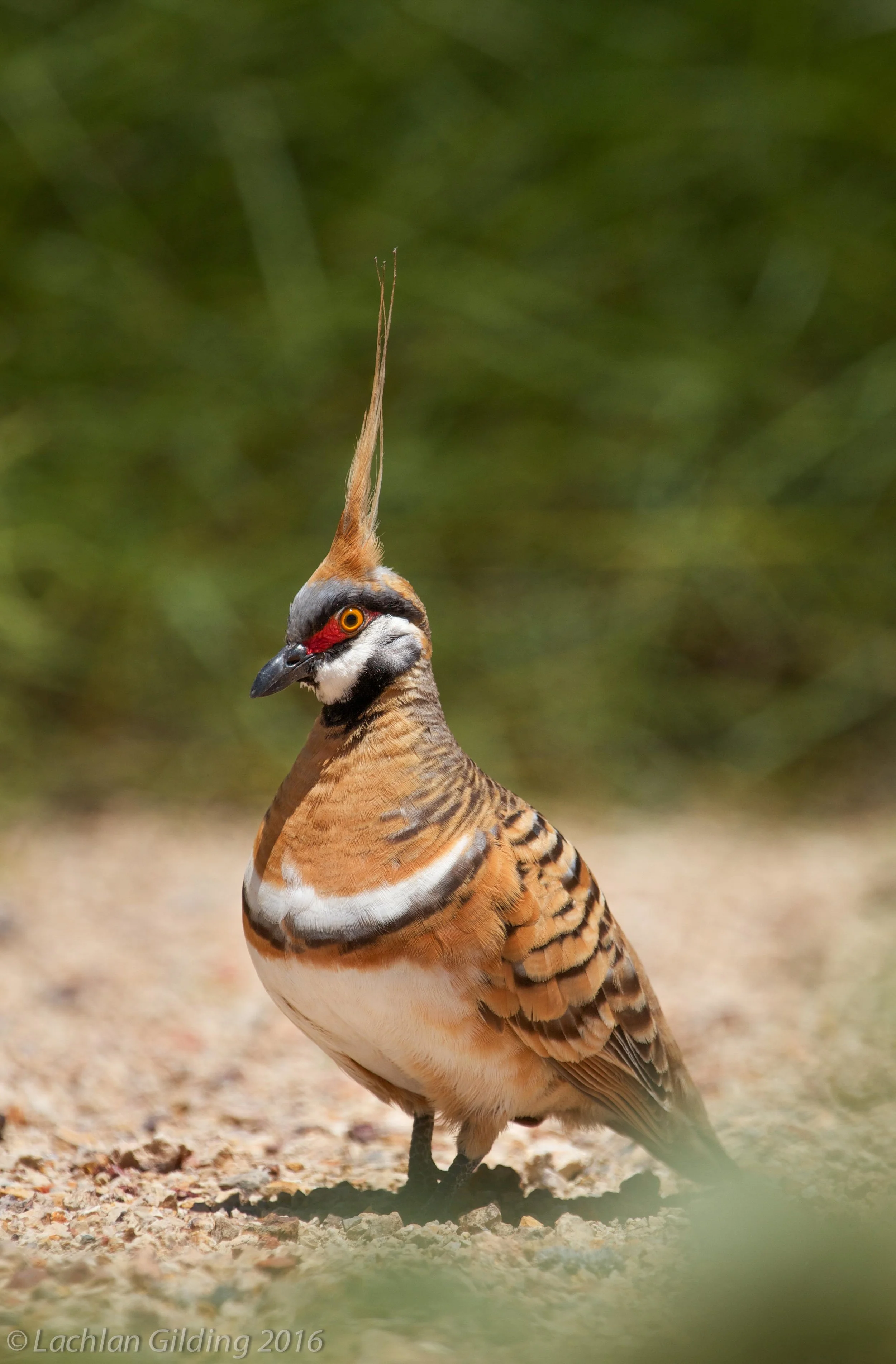  Spinifex Pigeon - Bladensburg NP, QLD 