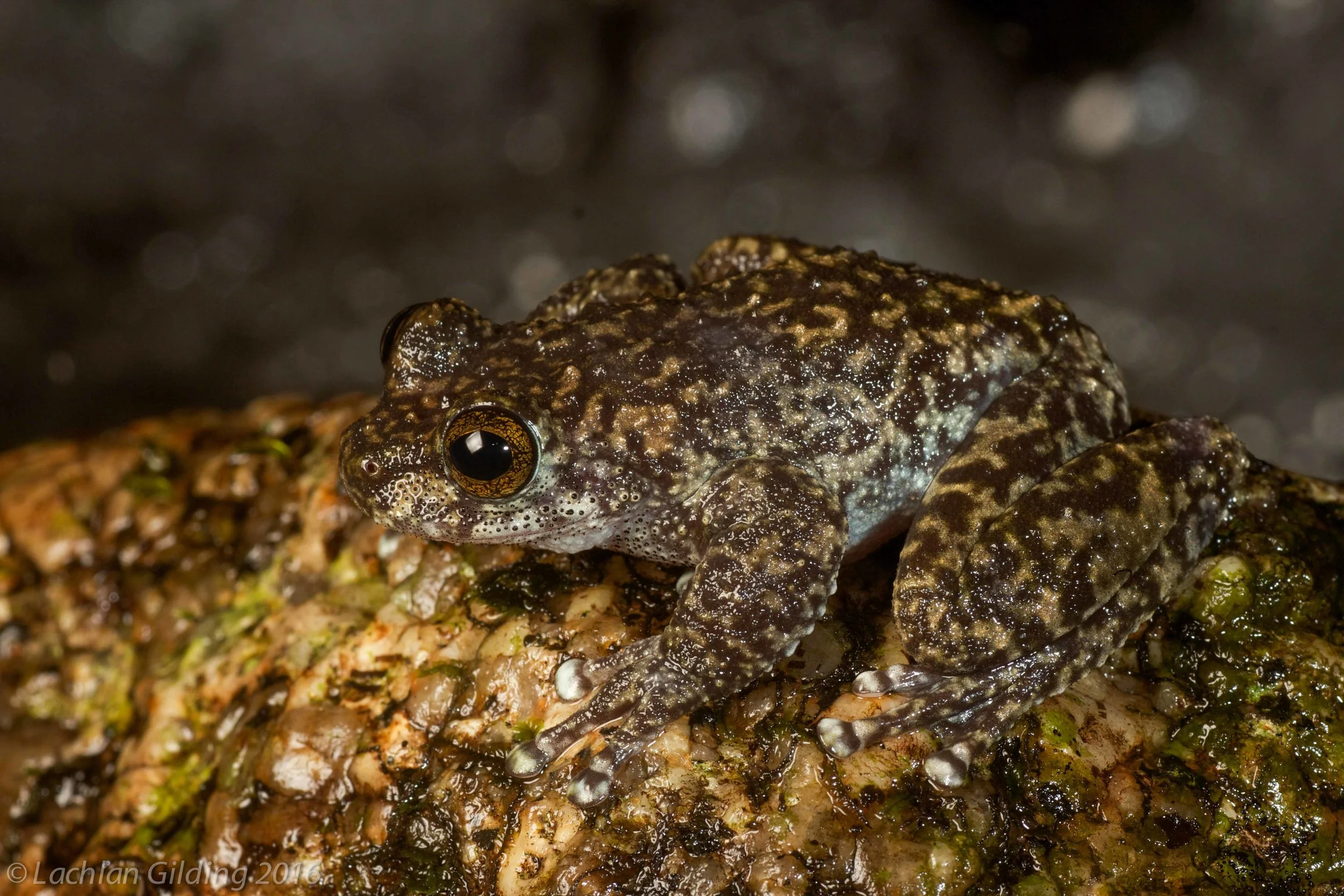  Waterfall Frog (Litoria nannotis) - Cairns, QLD 