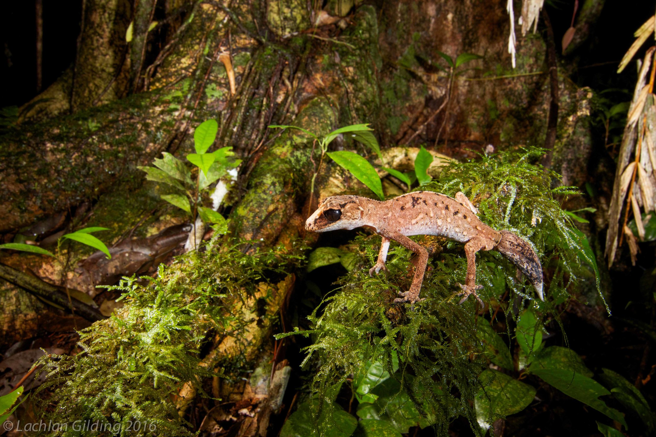  Chameleon Gecko (Carphodactylus laevis) - Cairns, QLD 