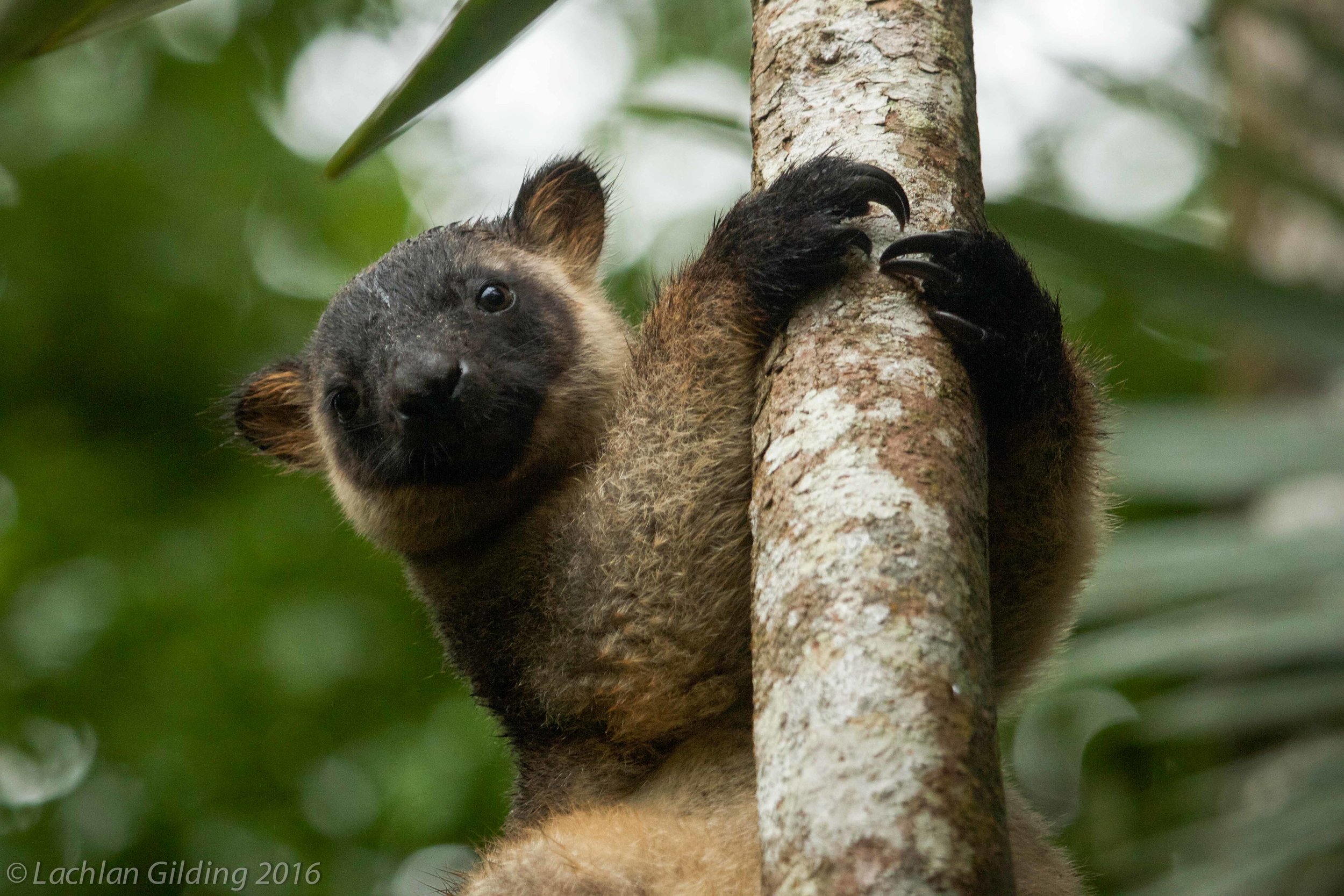  Lumholtz Tree Kangaroo - Cairns, QLD 