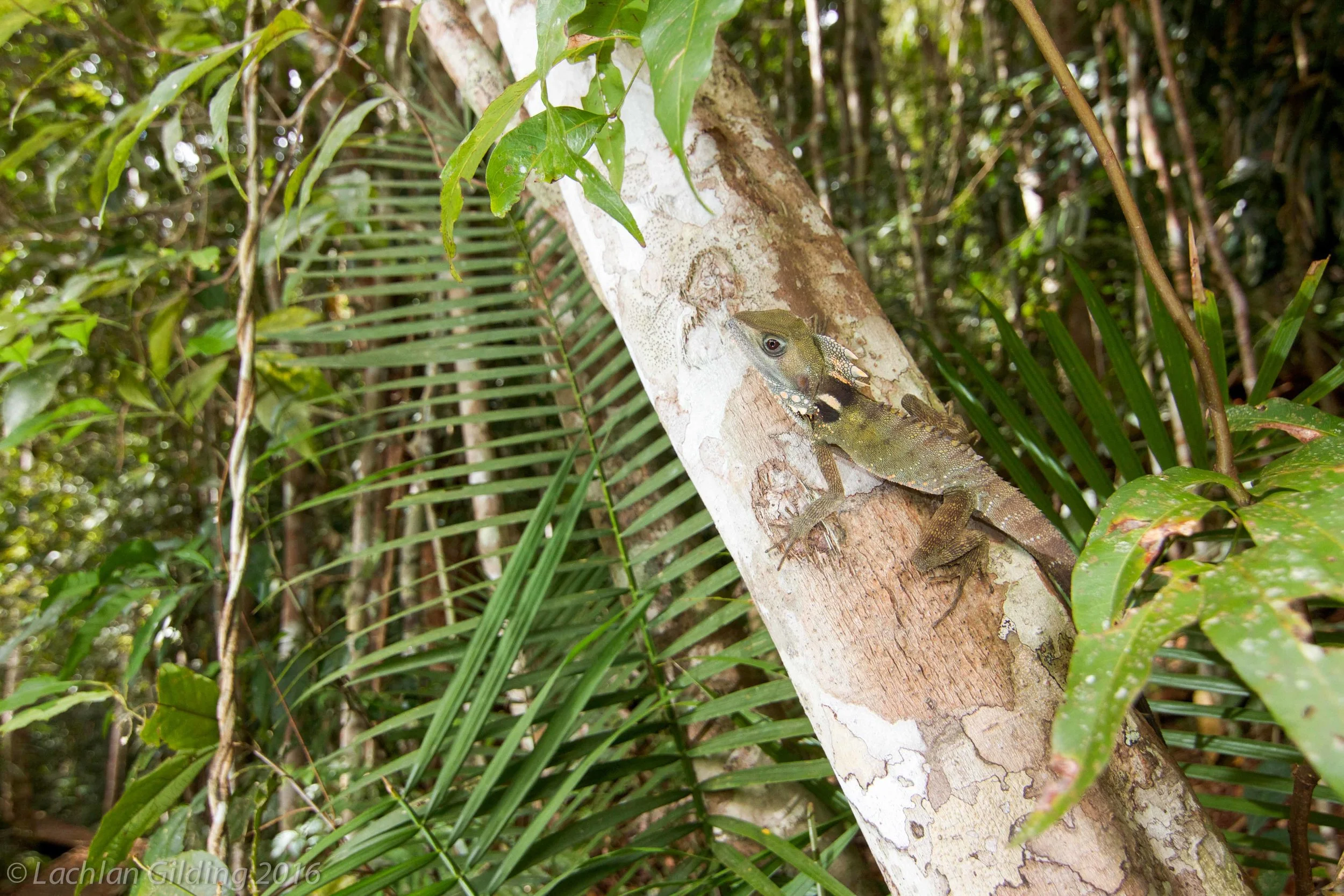  Boyd's Forest Dragon (Hypsilurus boydi) - Cairns, QLD 