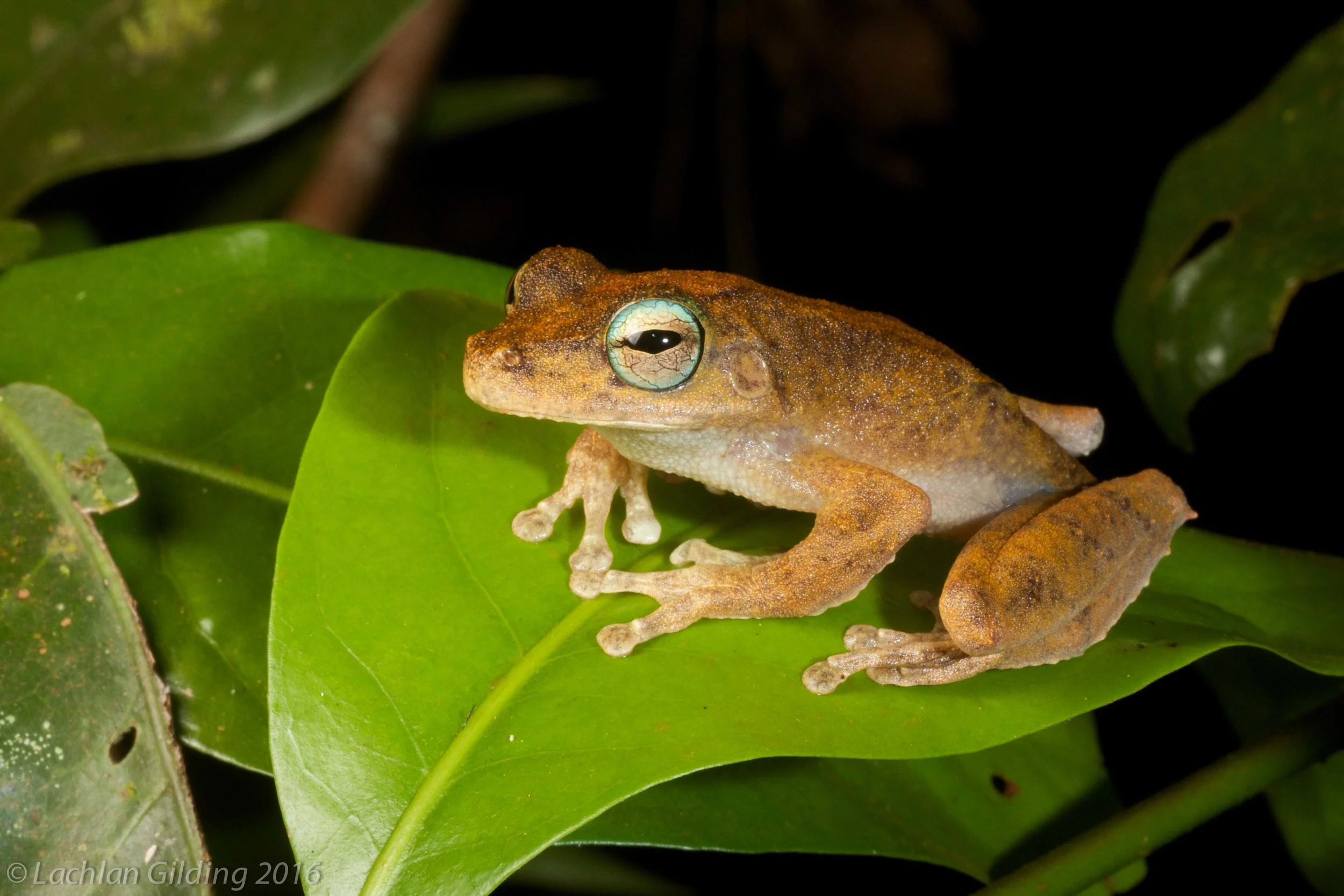  Growling Green-eyed Tree Frog (Litoria eucnemis) - Iron Range NP, QLD 