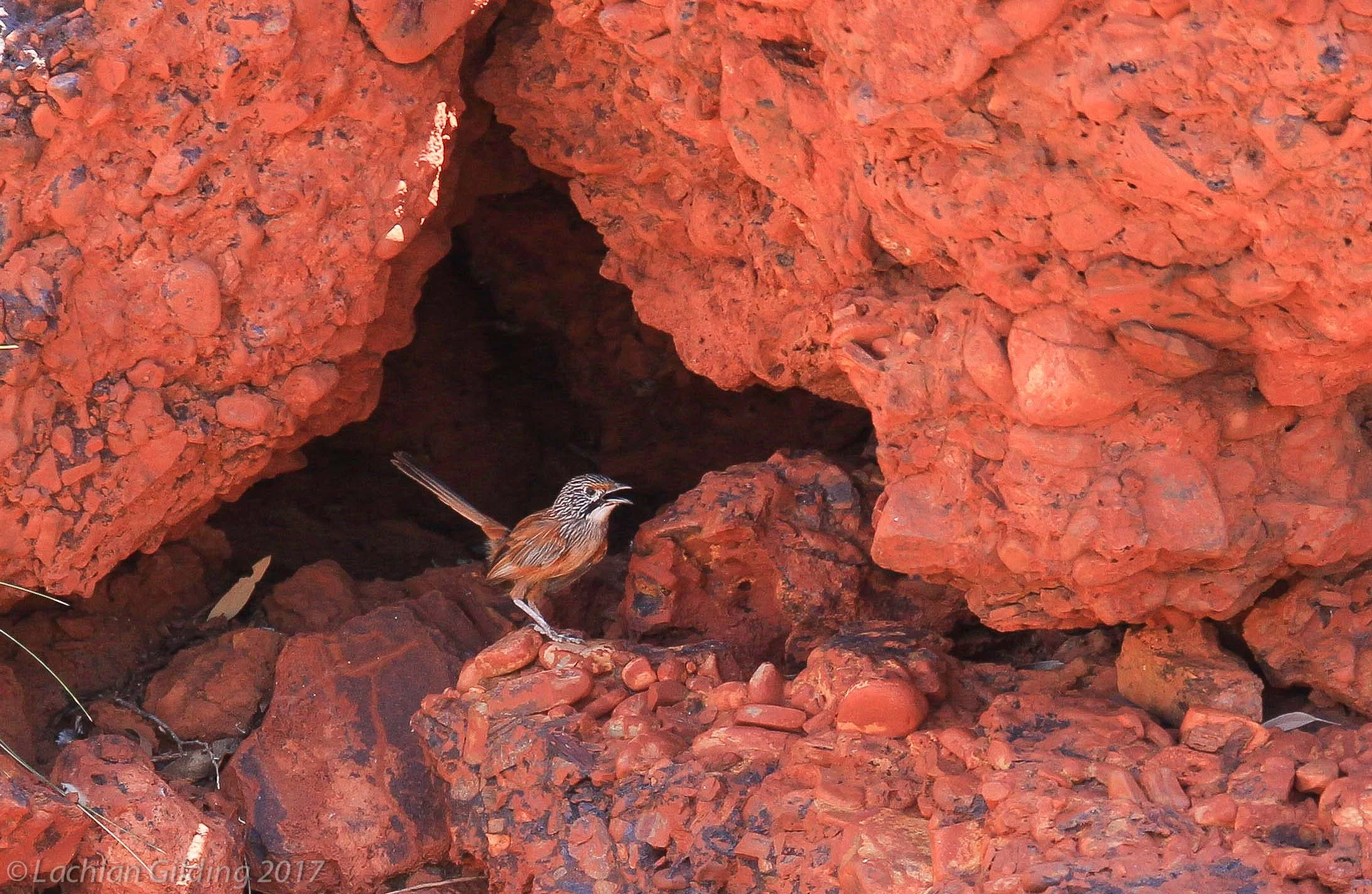  Pilbara Grasswren - Pannawonica, WA 