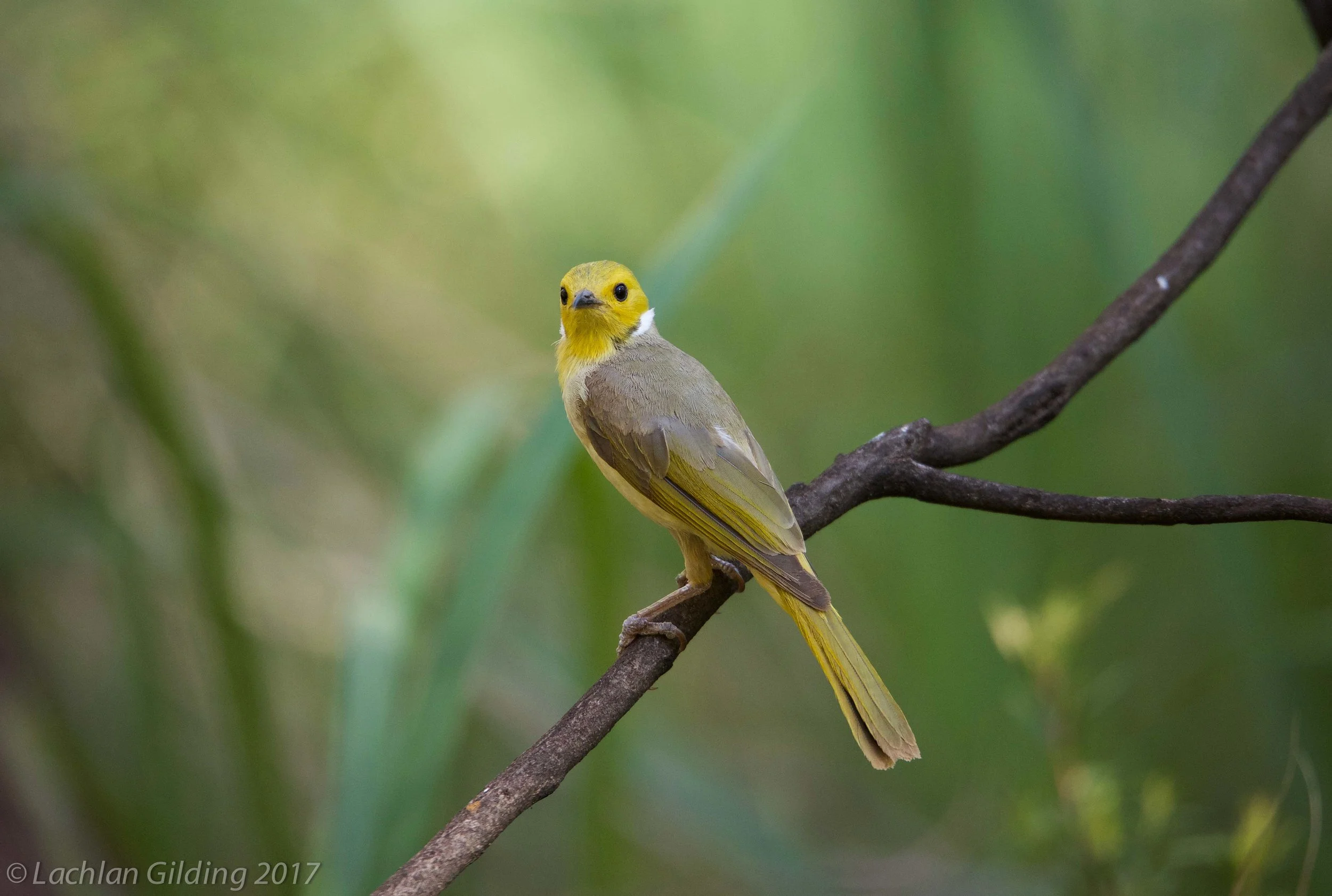  White-plumbed Honeyeater - Karijini, WA 