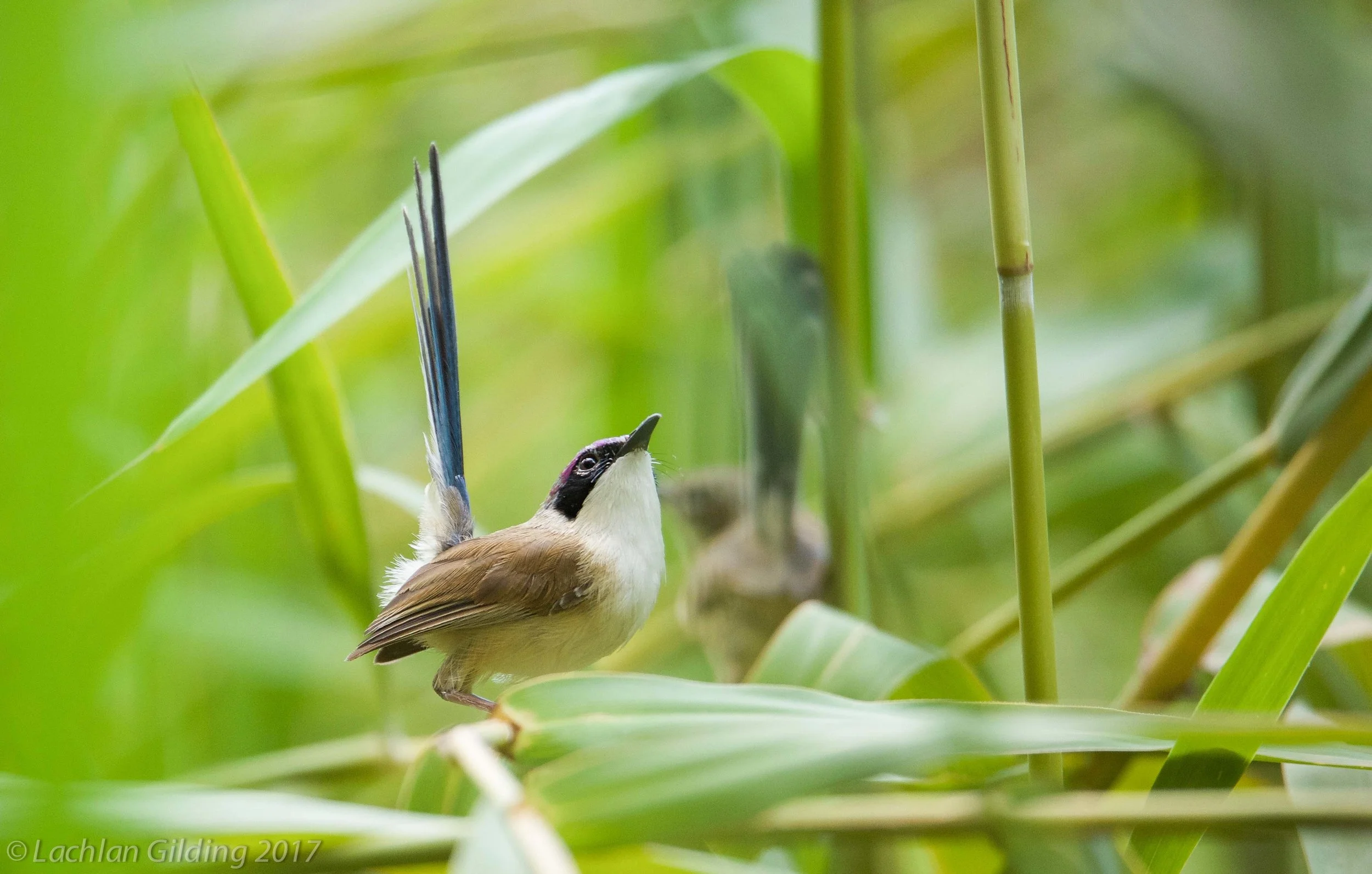  Purple-crowned Fairy-wren - Lawn Hill NP, QLD 