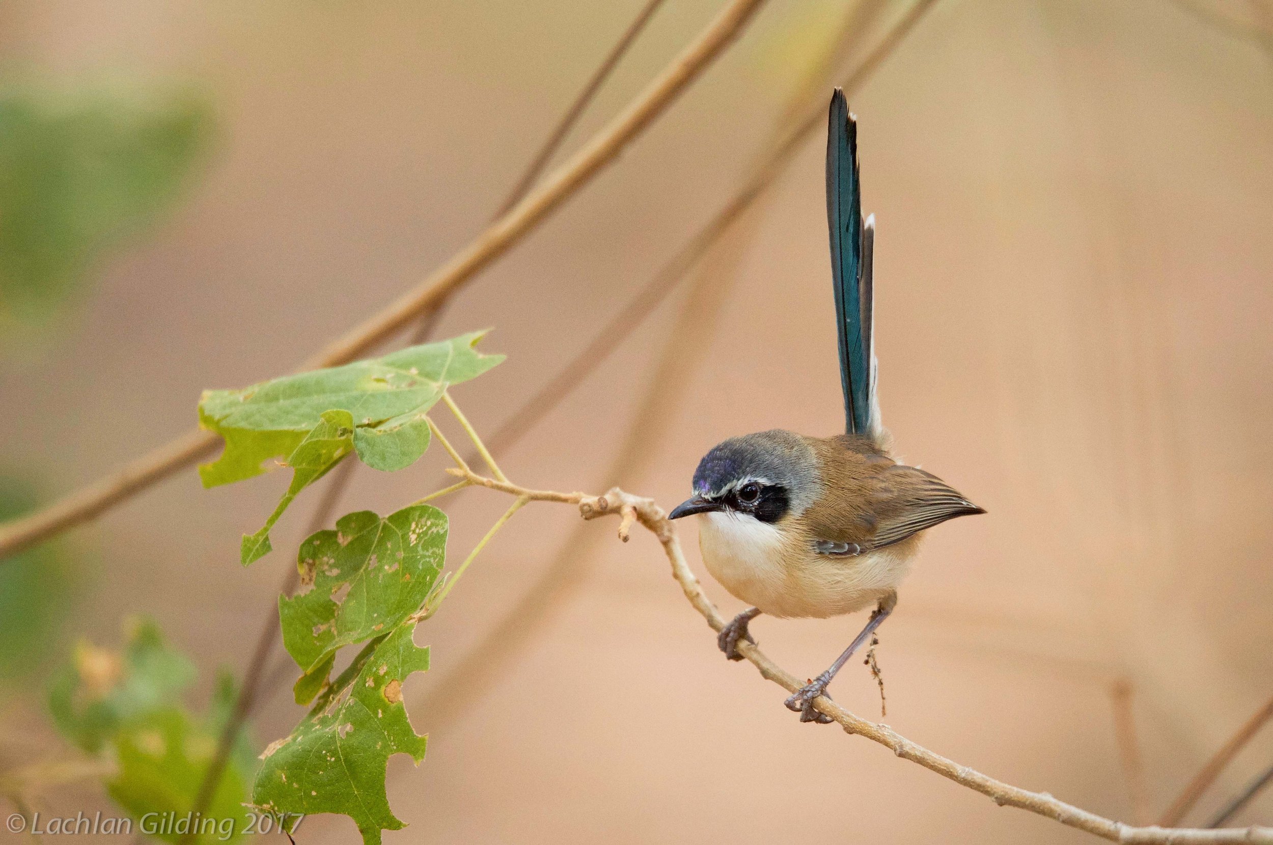  Purple-crowned Fairy-wren - Lawn Hill NP, QLD 