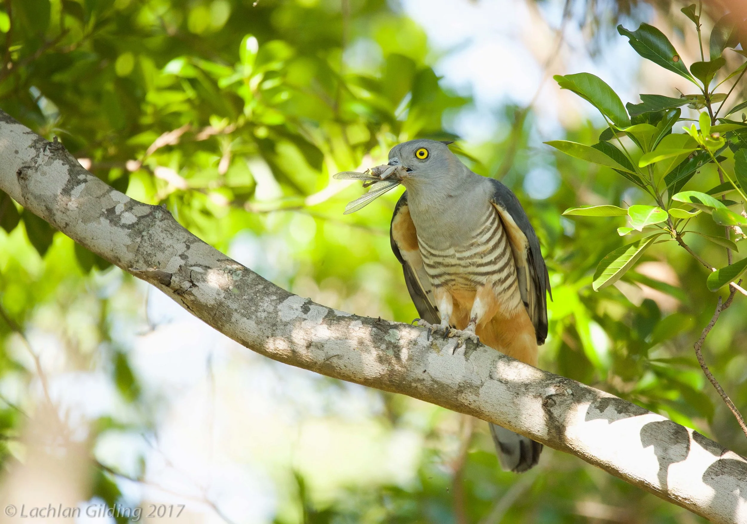  Pacific Baza - Townsville, QLD 